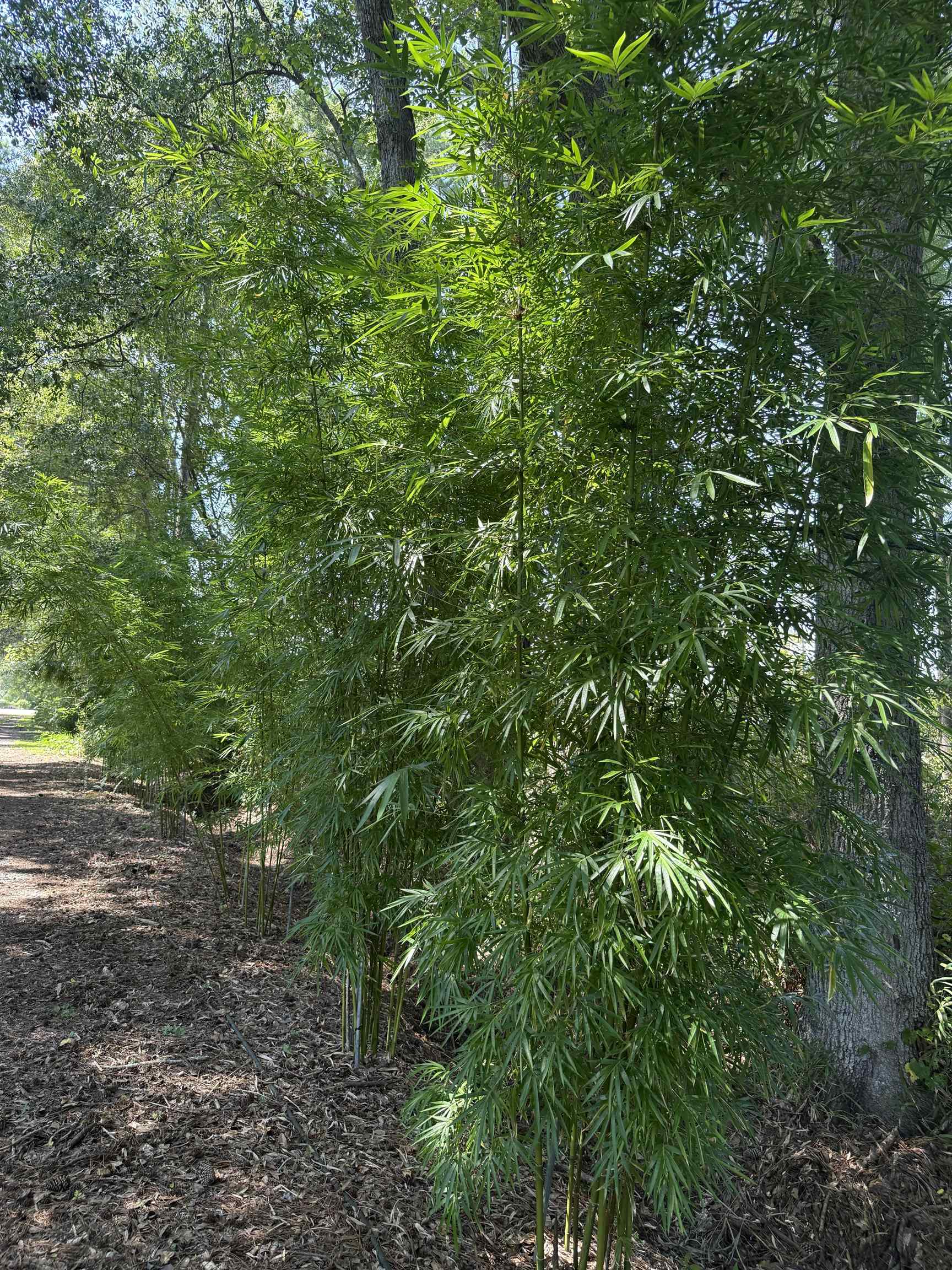 11091 Highway 707 Property Photo 8