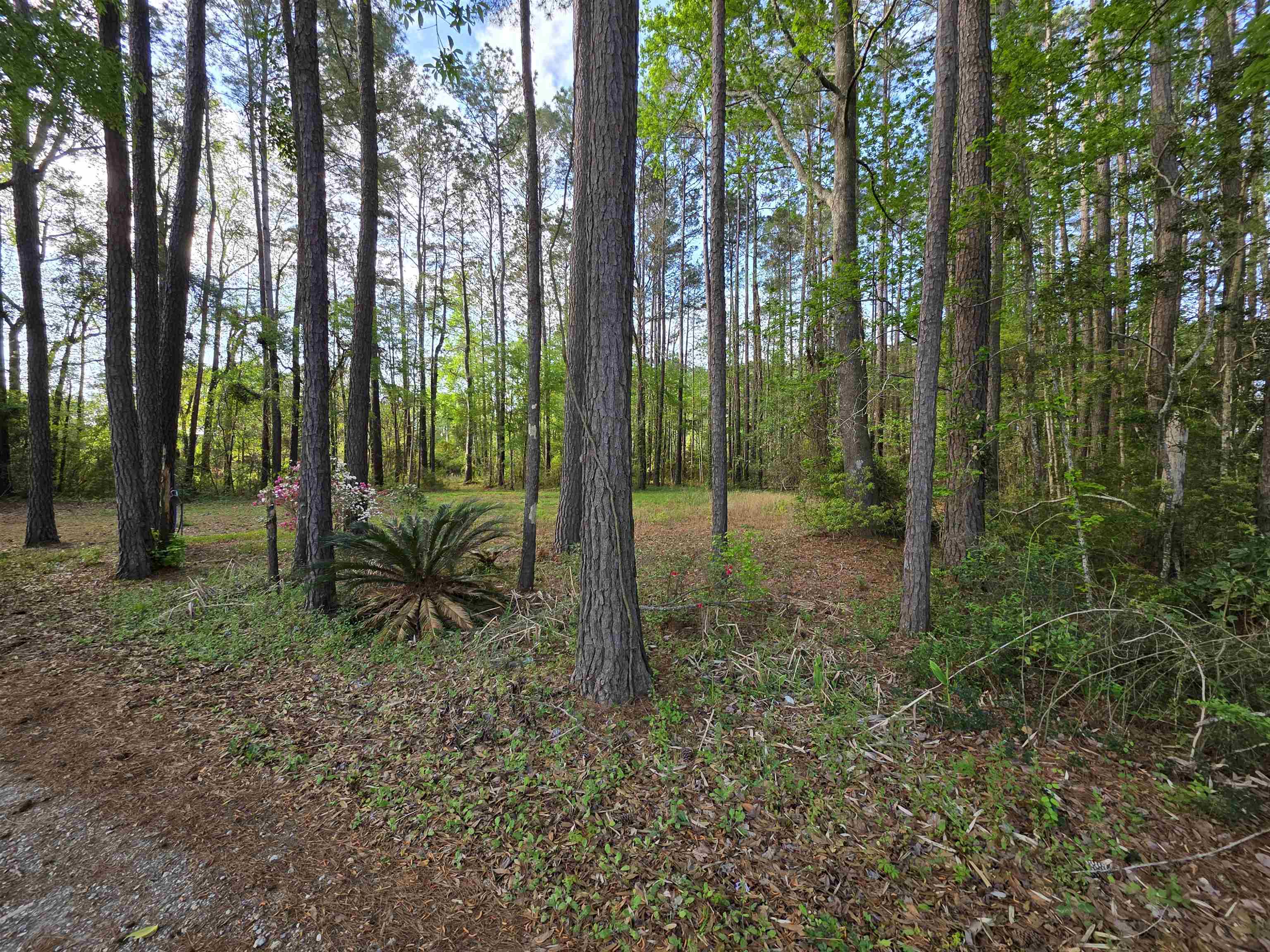 11091 Highway 707 Property Photo 35
