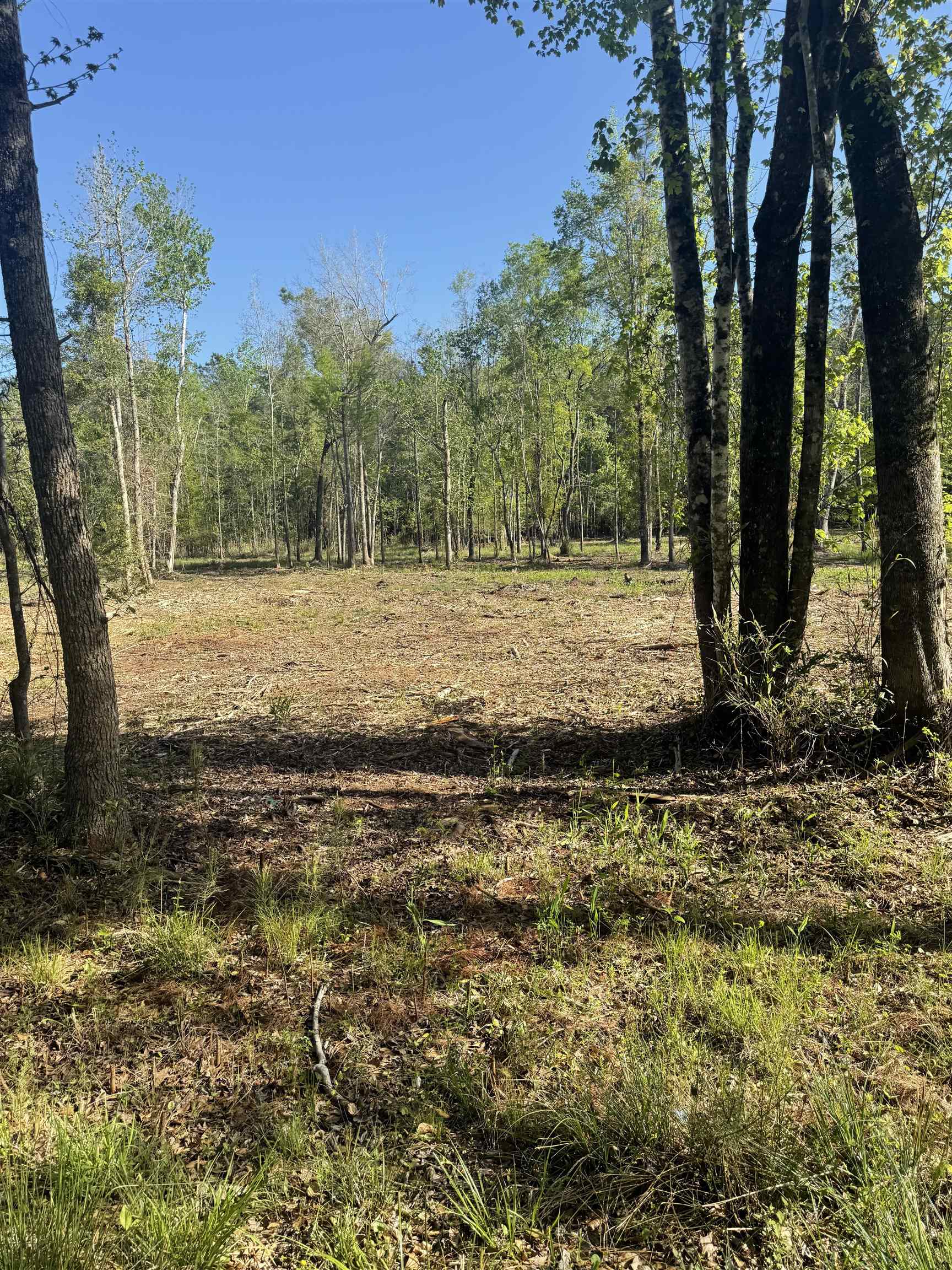 TBD Pauley Swamp Rd. Property Photo 1