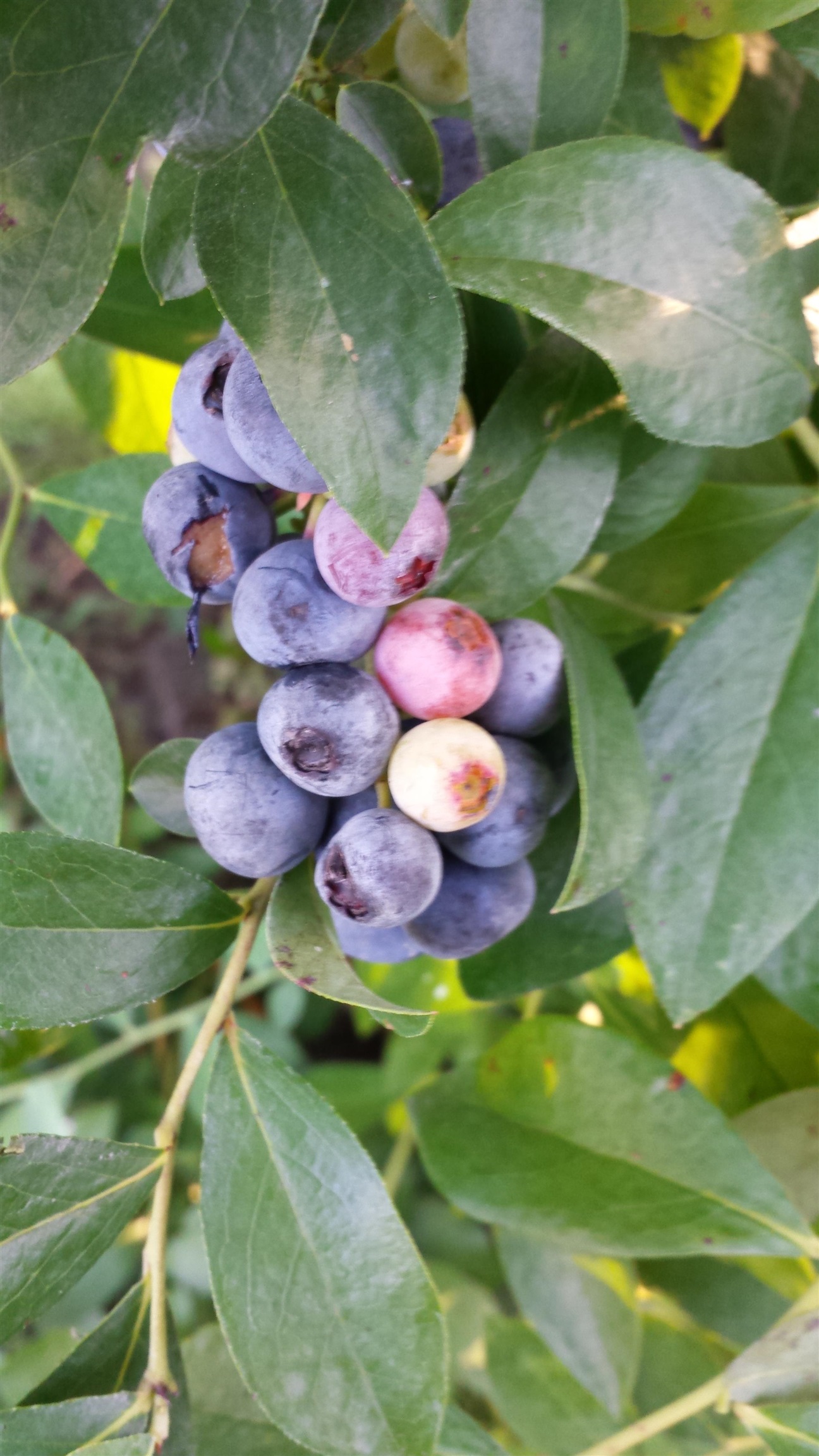 1594 Montford Rd. Property Photo 62