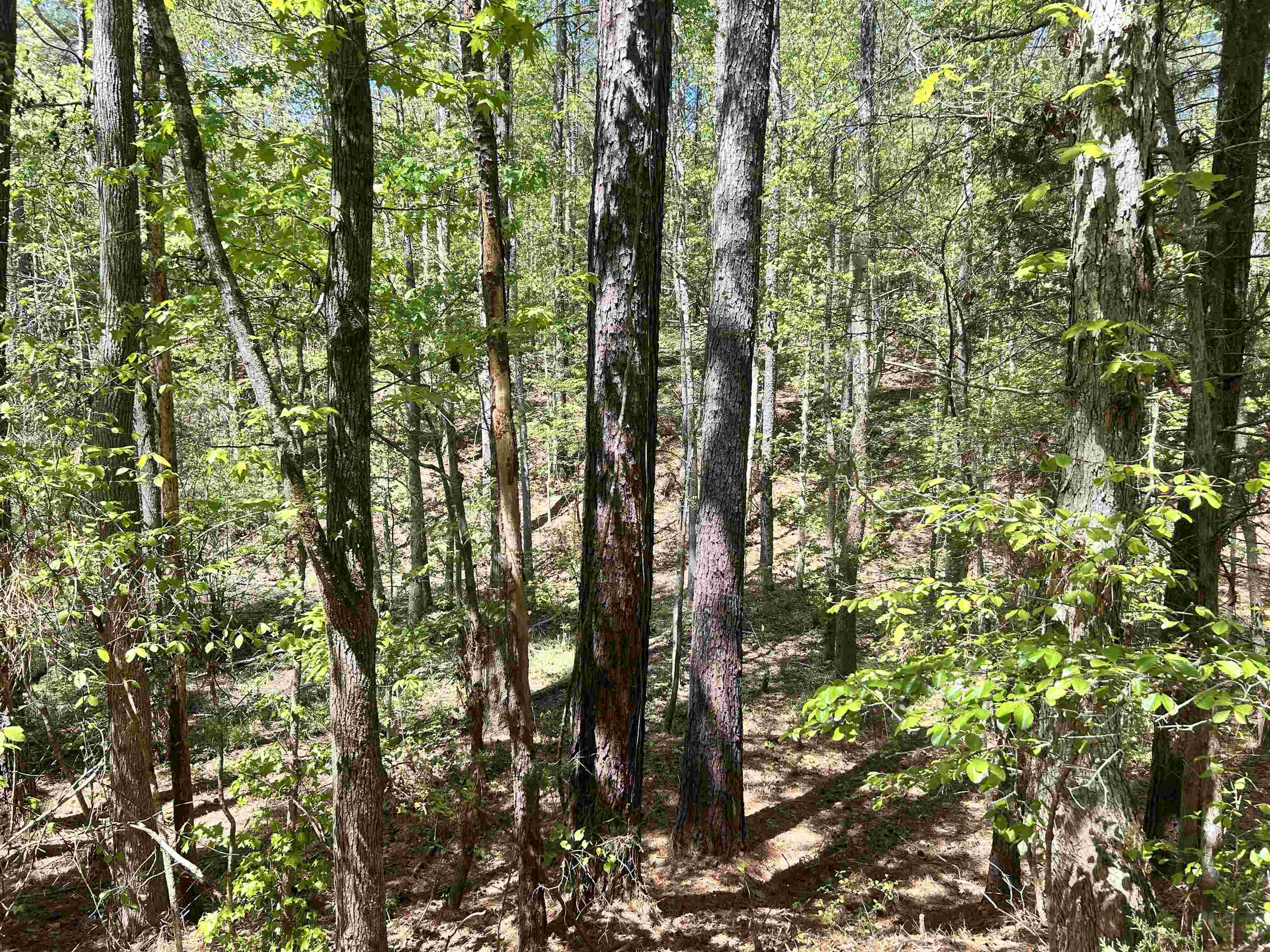 187 Ibis Ln. Property Photo 41