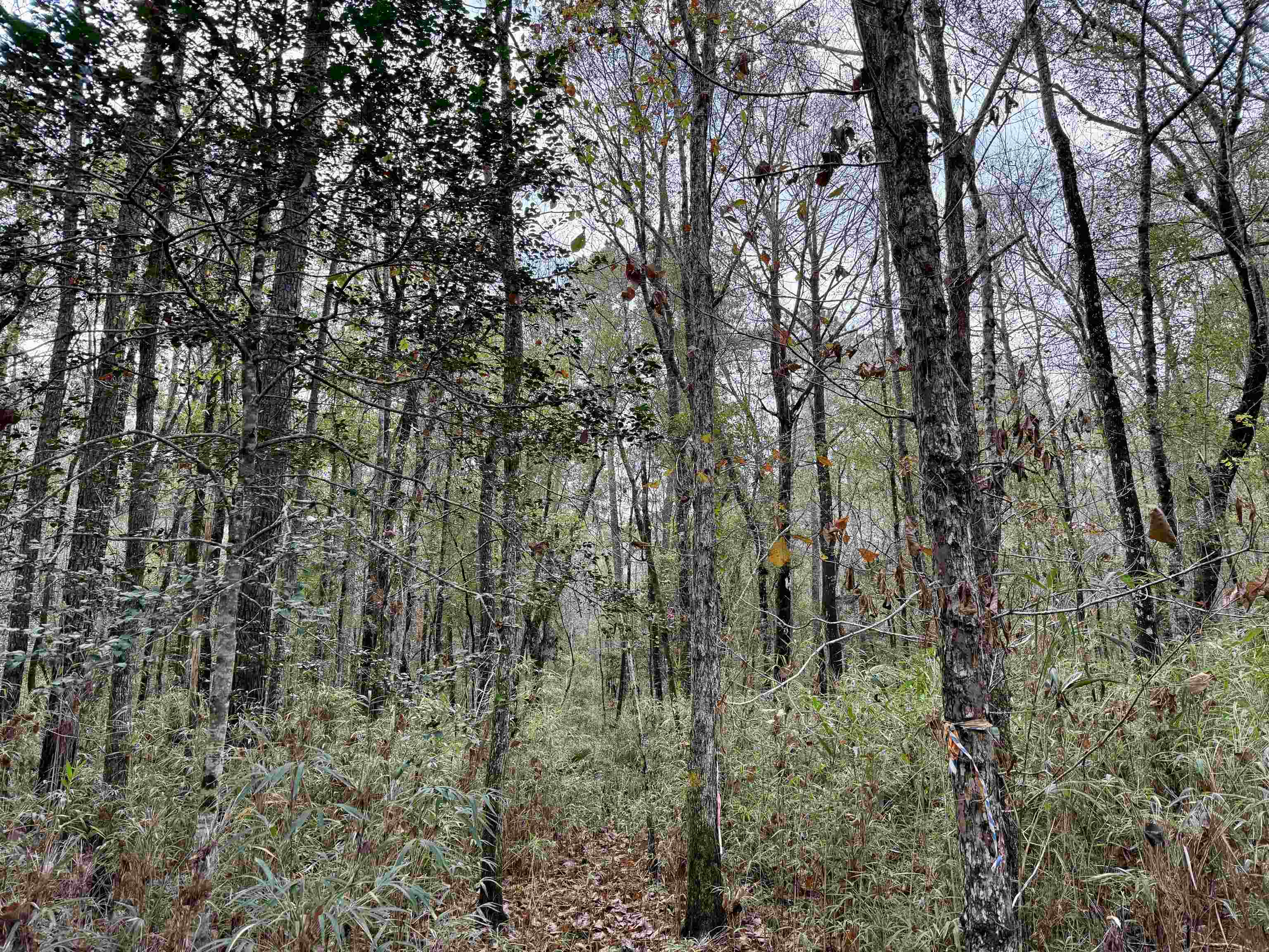 Tract C - Tbd Pennyroyal Rd. Property Photo 19