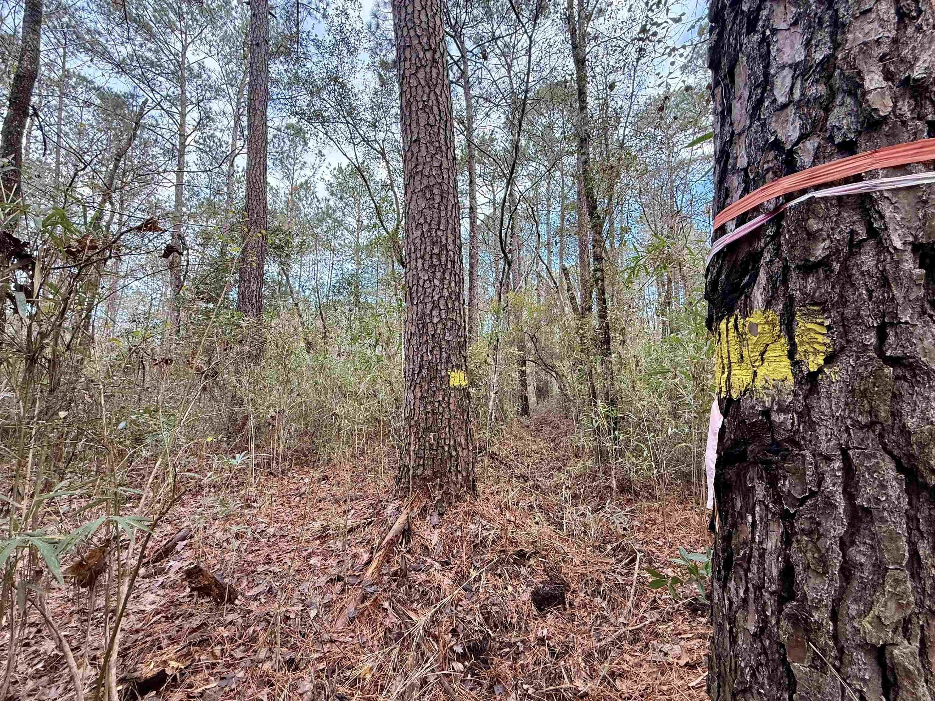 Tract C - Tbd Pennyroyal Rd. Property Photo 20