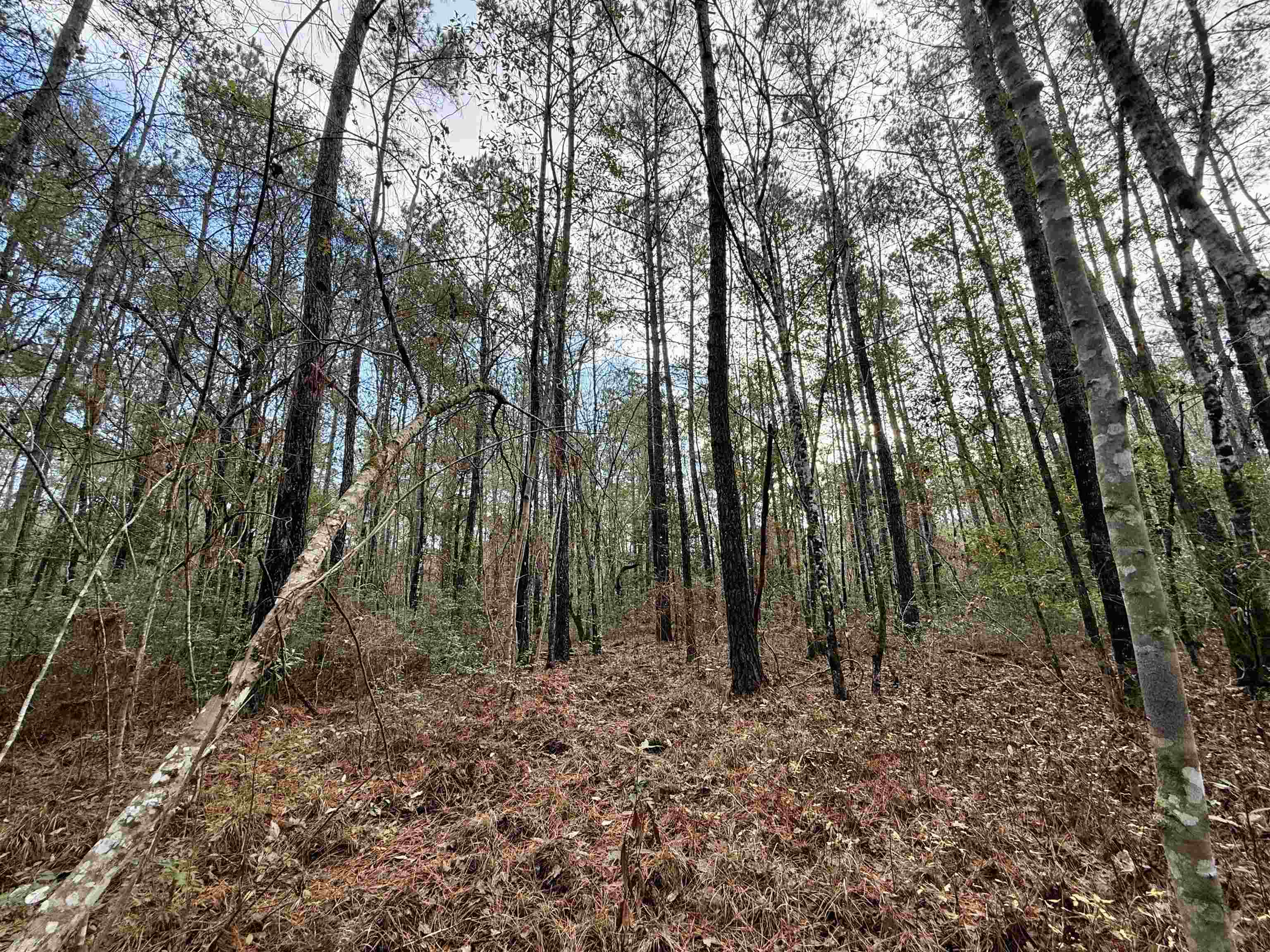 Tract C - Tbd Pennyroyal Rd. Property Photo 21