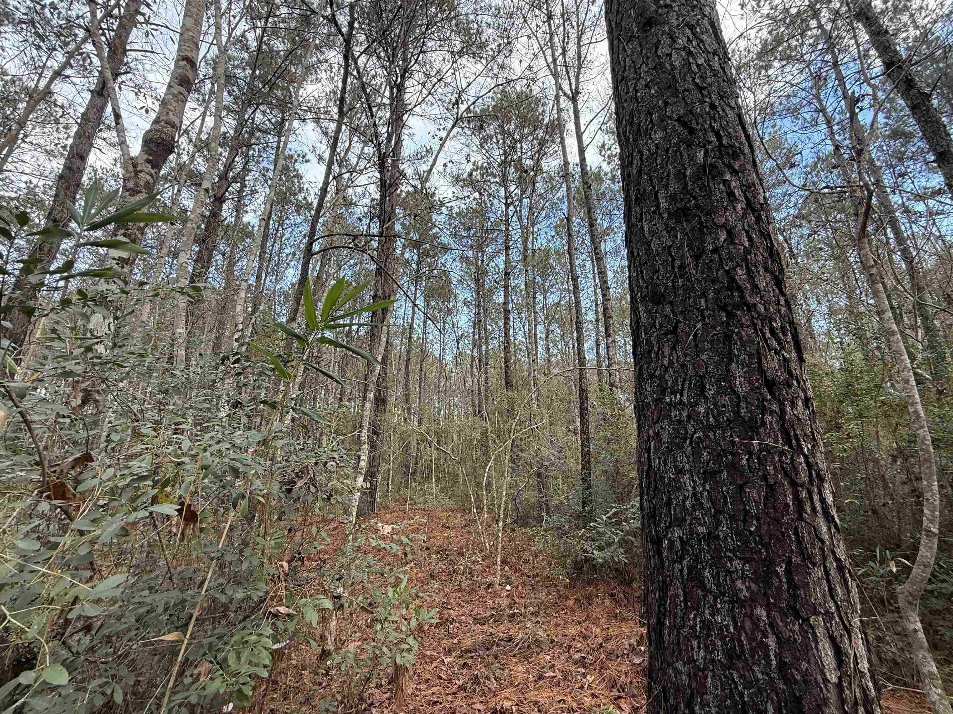 Tract C - Tbd Pennyroyal Rd. Property Photo 22
