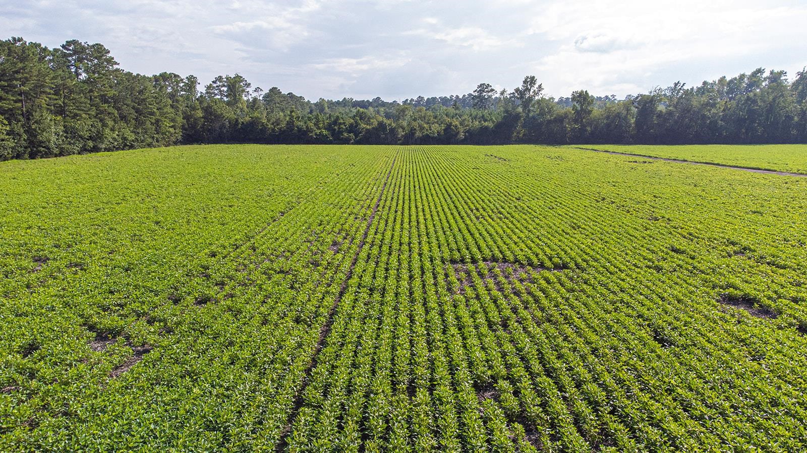 Tbd 37 Acres Highway 9 W Property Photo 19