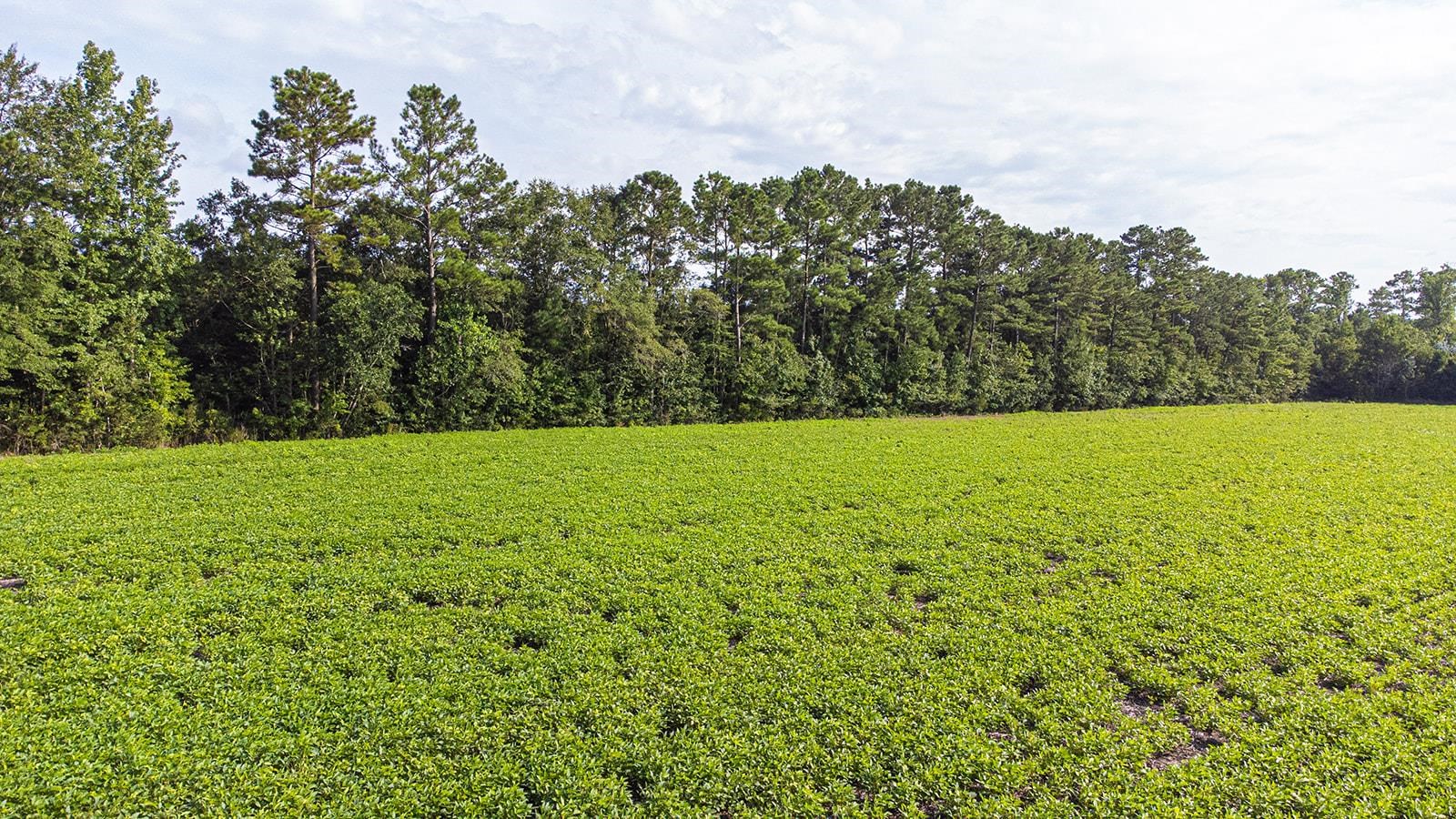 Tbd 37 Acres Highway 9 W Property Photo 20