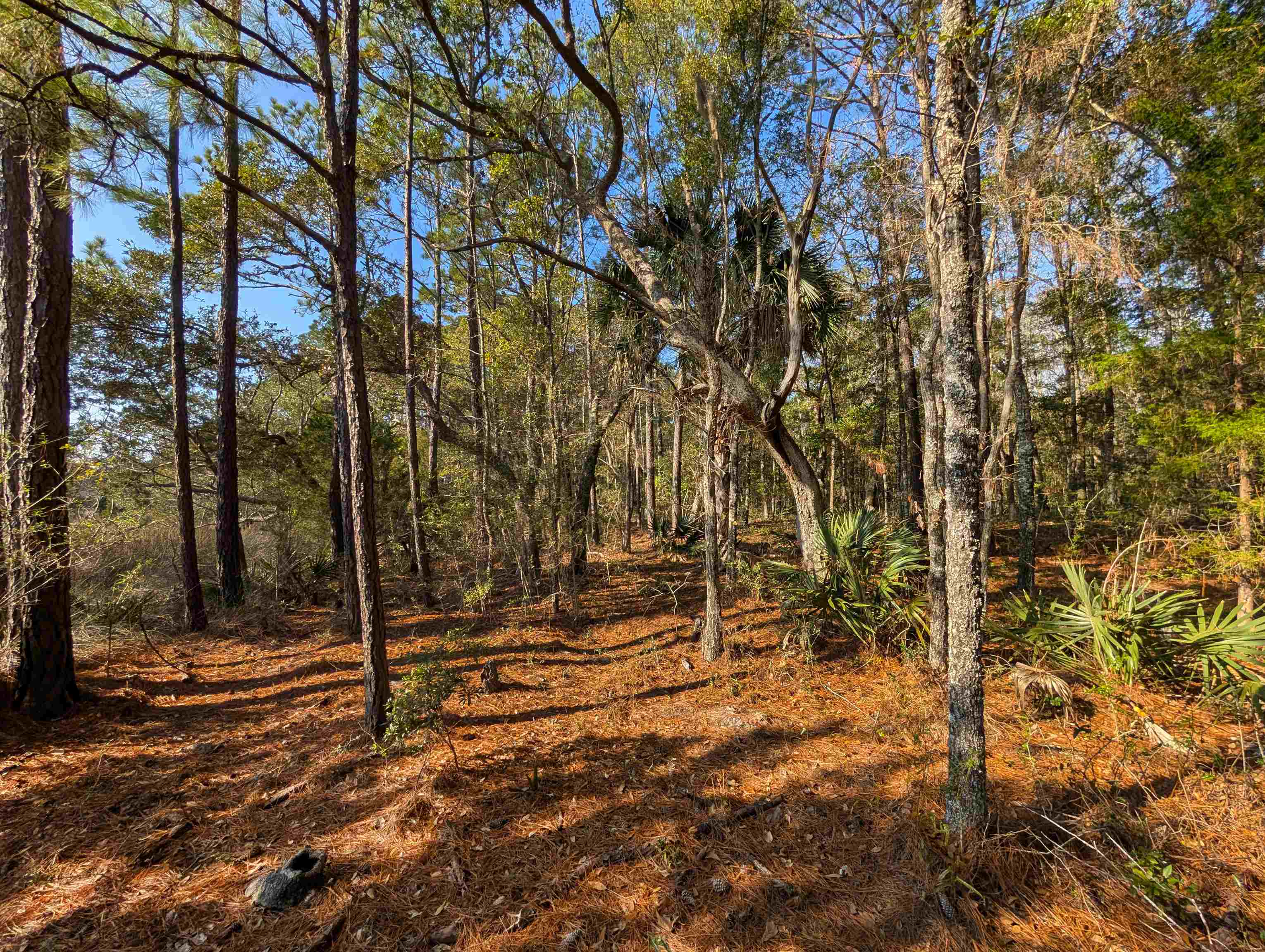 3799 N Highway 17 Property Photo 5