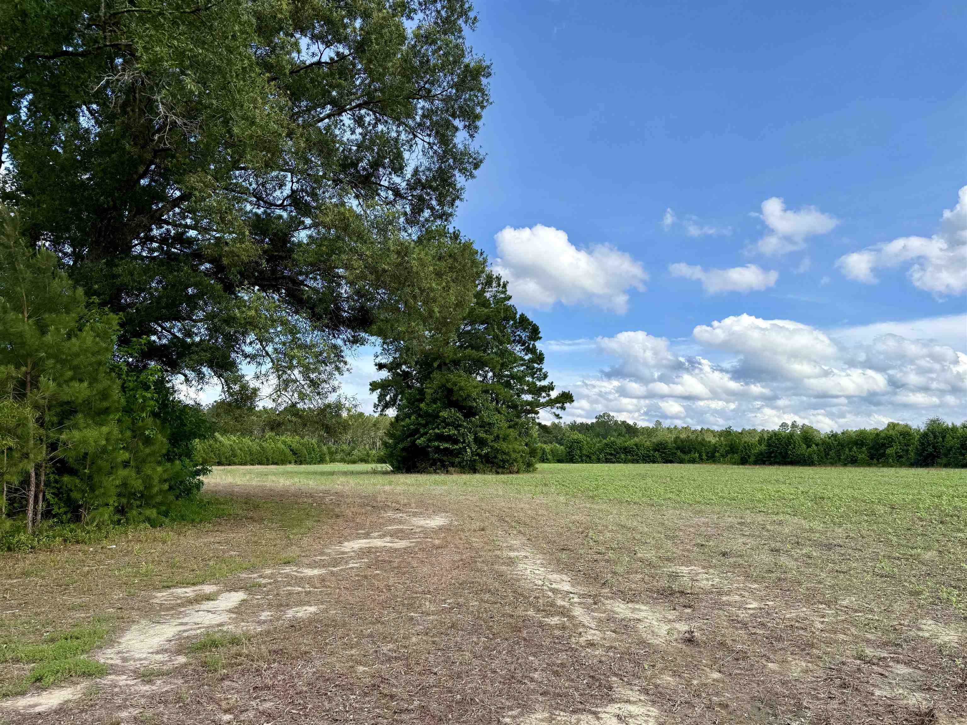 85± Acres - Muddy Creek Rd. Property Photo 7
