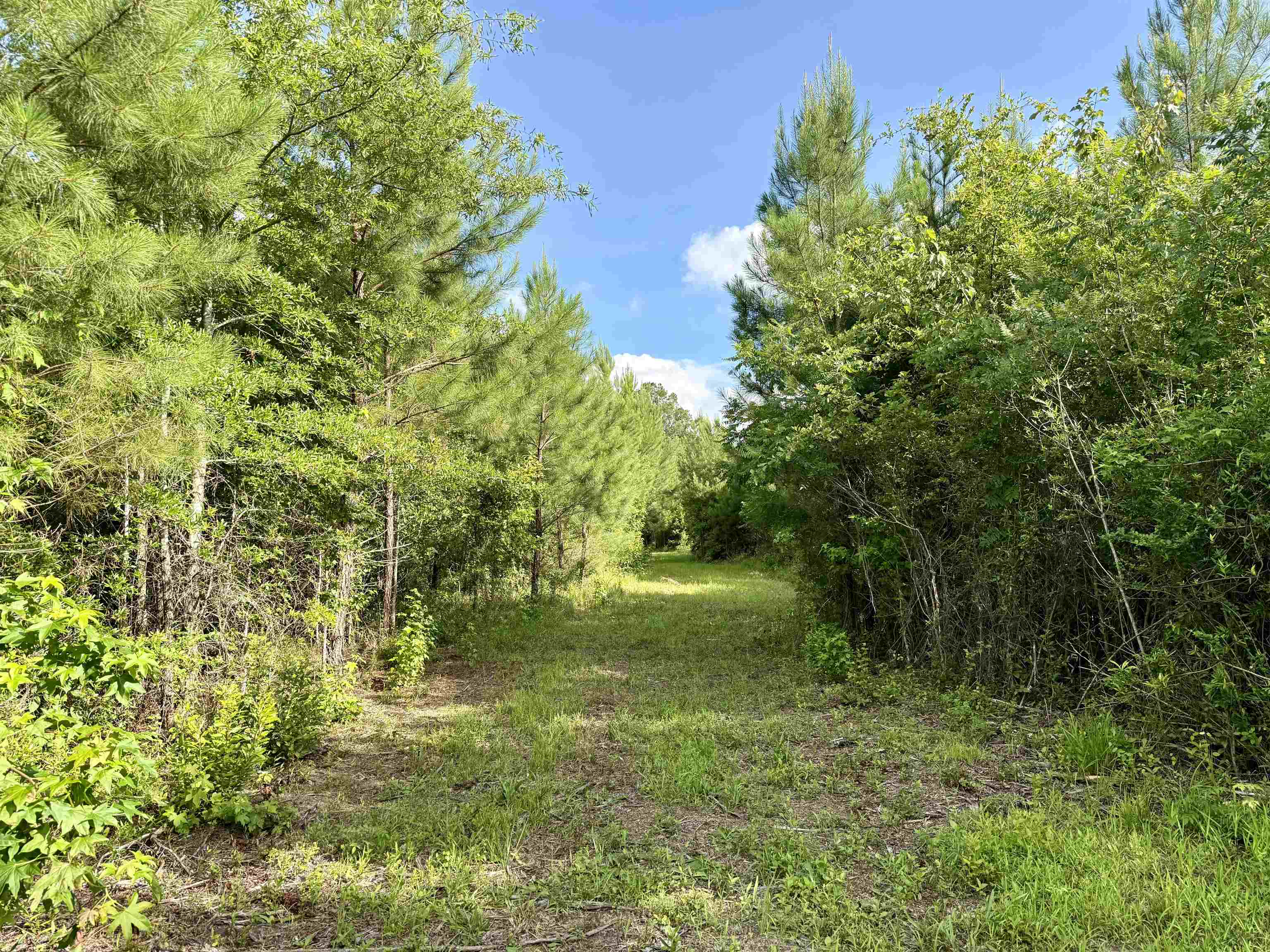 85± Acres - Muddy Creek Rd. Property Photo 8