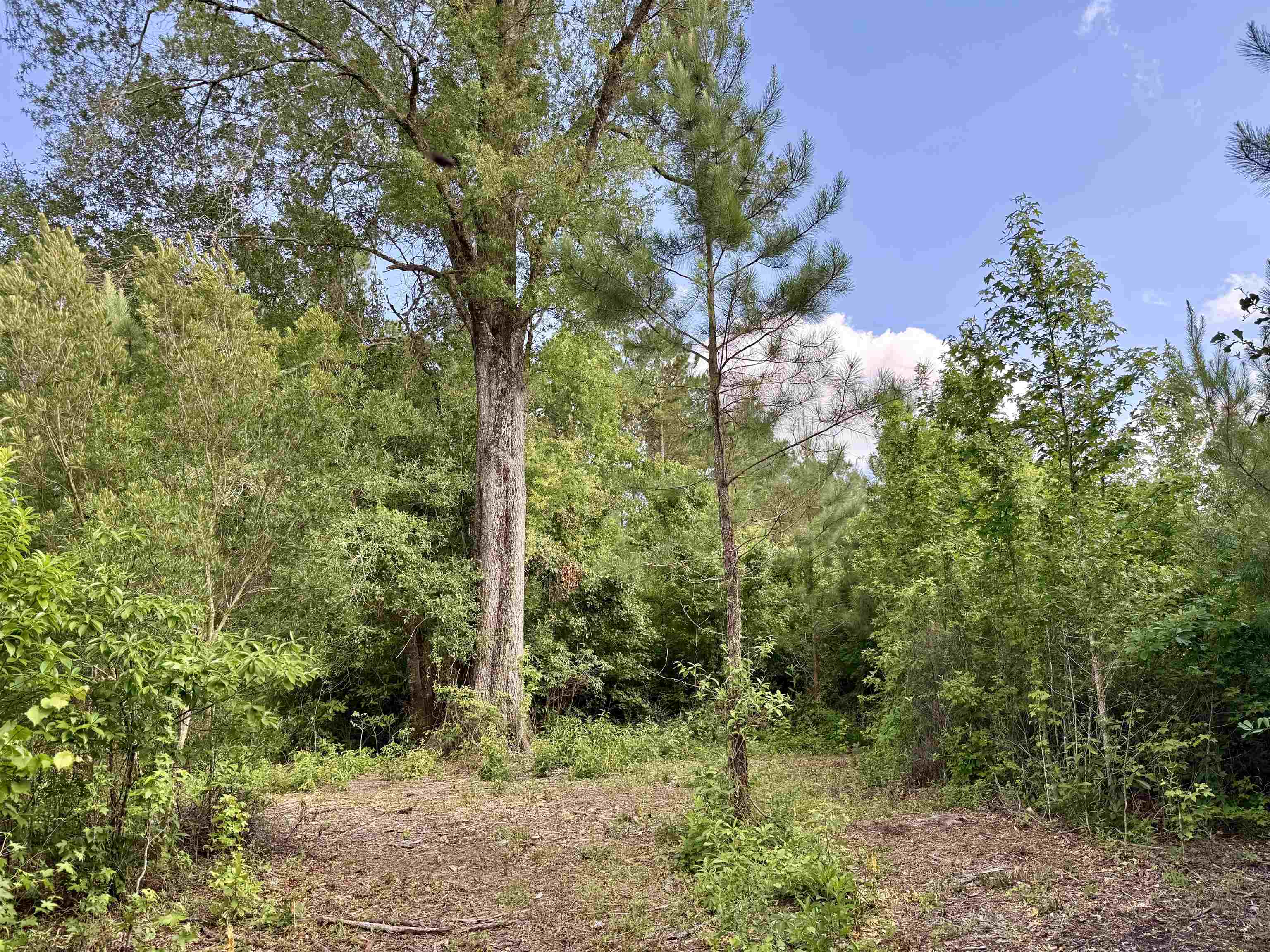 85± Acres - Muddy Creek Rd. Property Photo 10