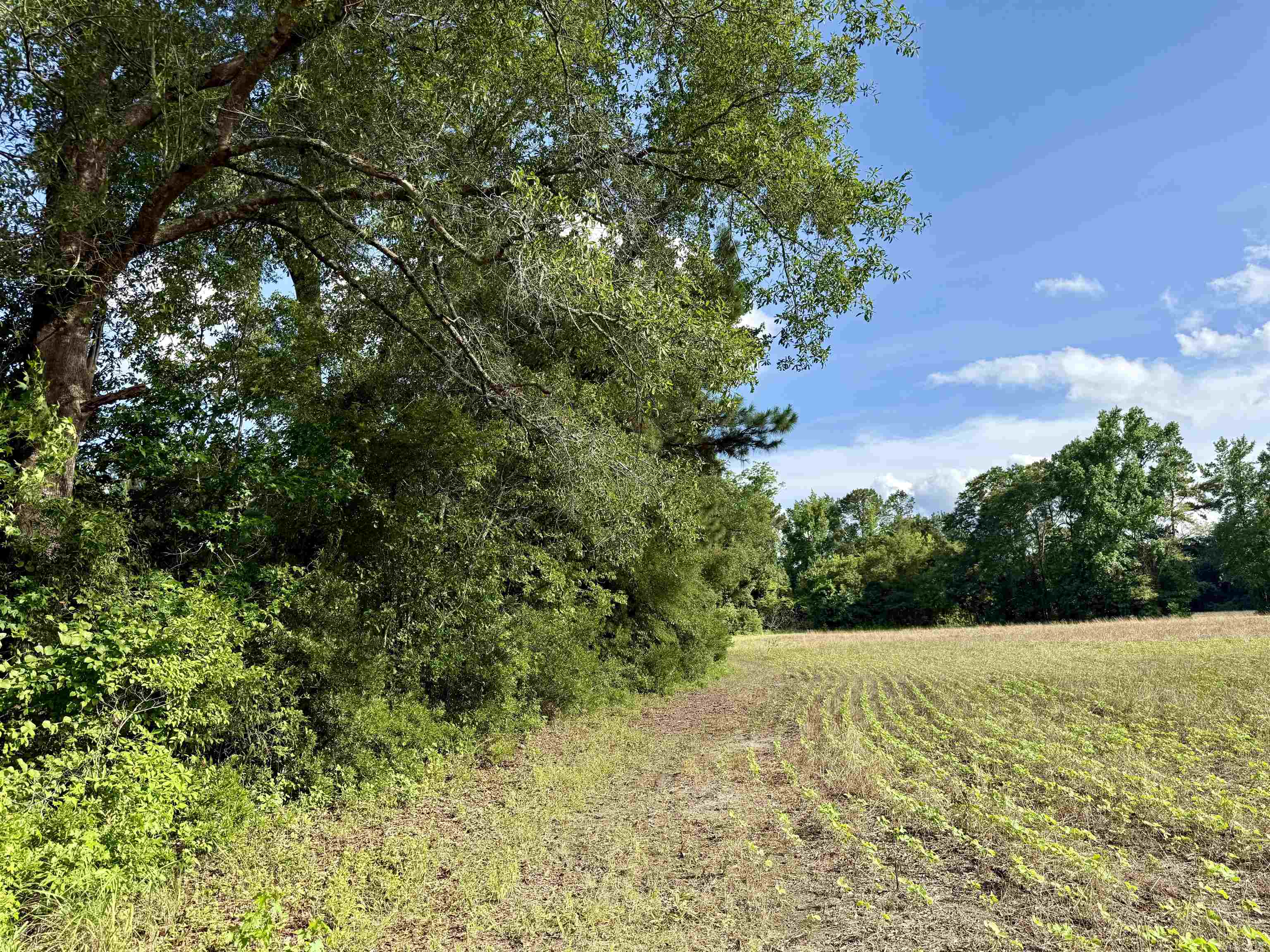 85± Acres - Muddy Creek Rd. Property Photo 11