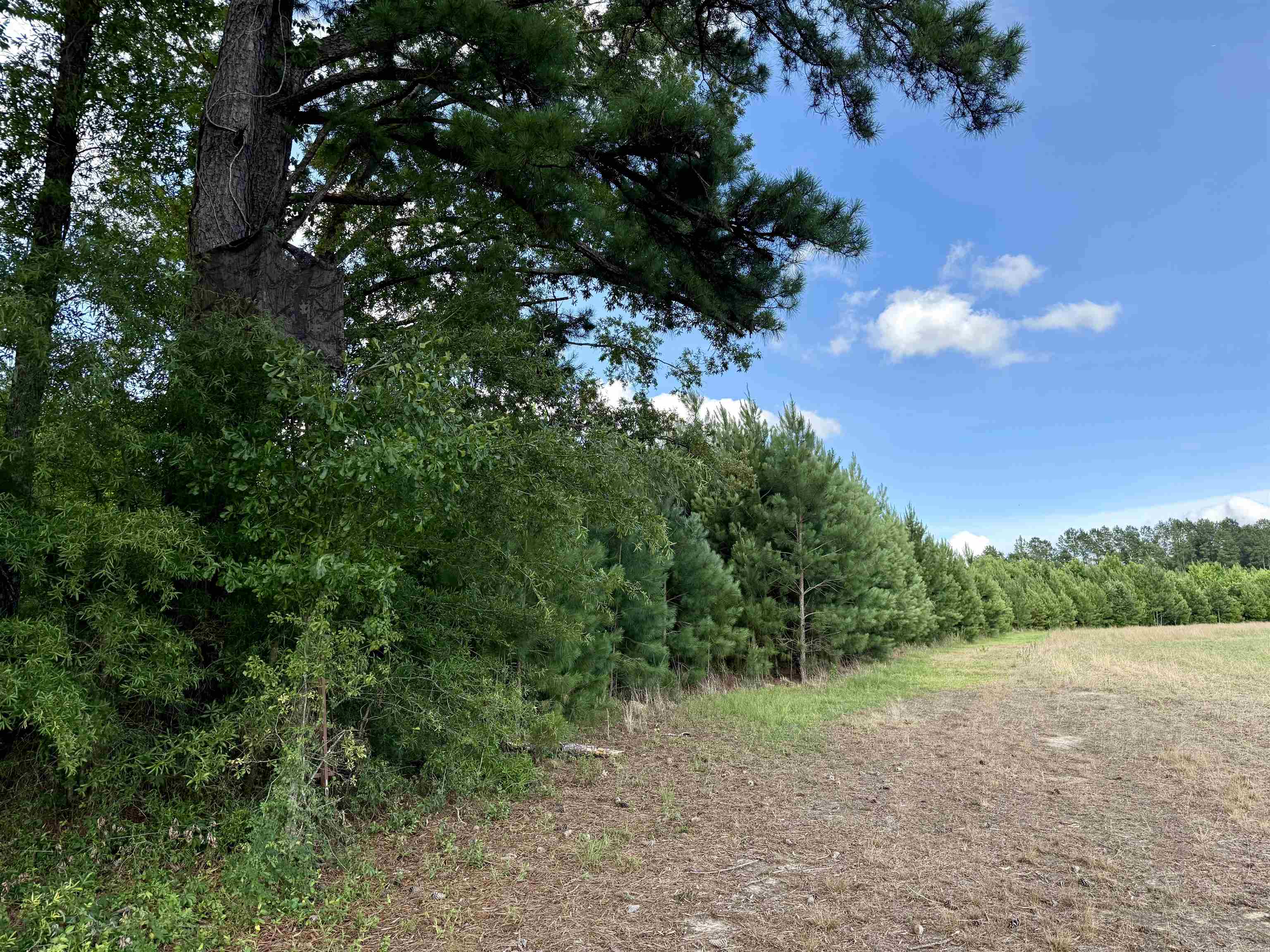 85± Acres - Muddy Creek Rd. Property Photo 12