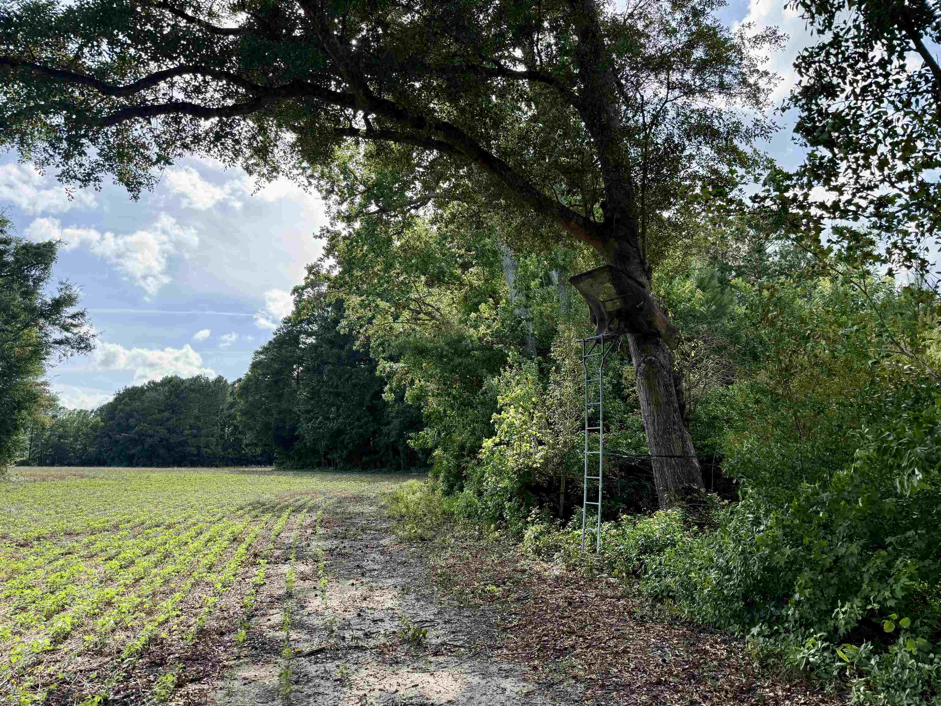 85± Acres - Muddy Creek Rd. Property Photo 13