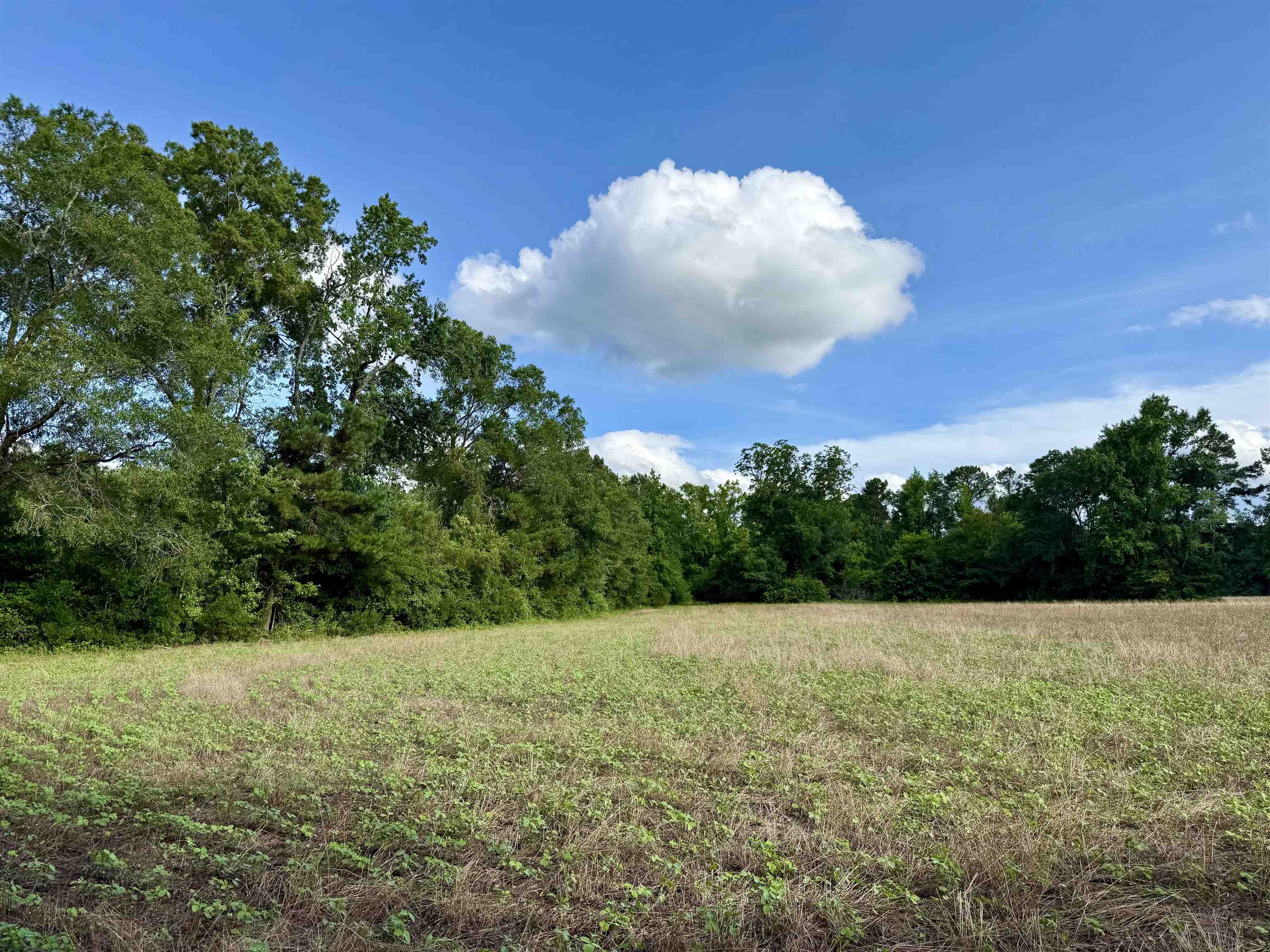 85± Acres - Muddy Creek Rd. Property Photo 14