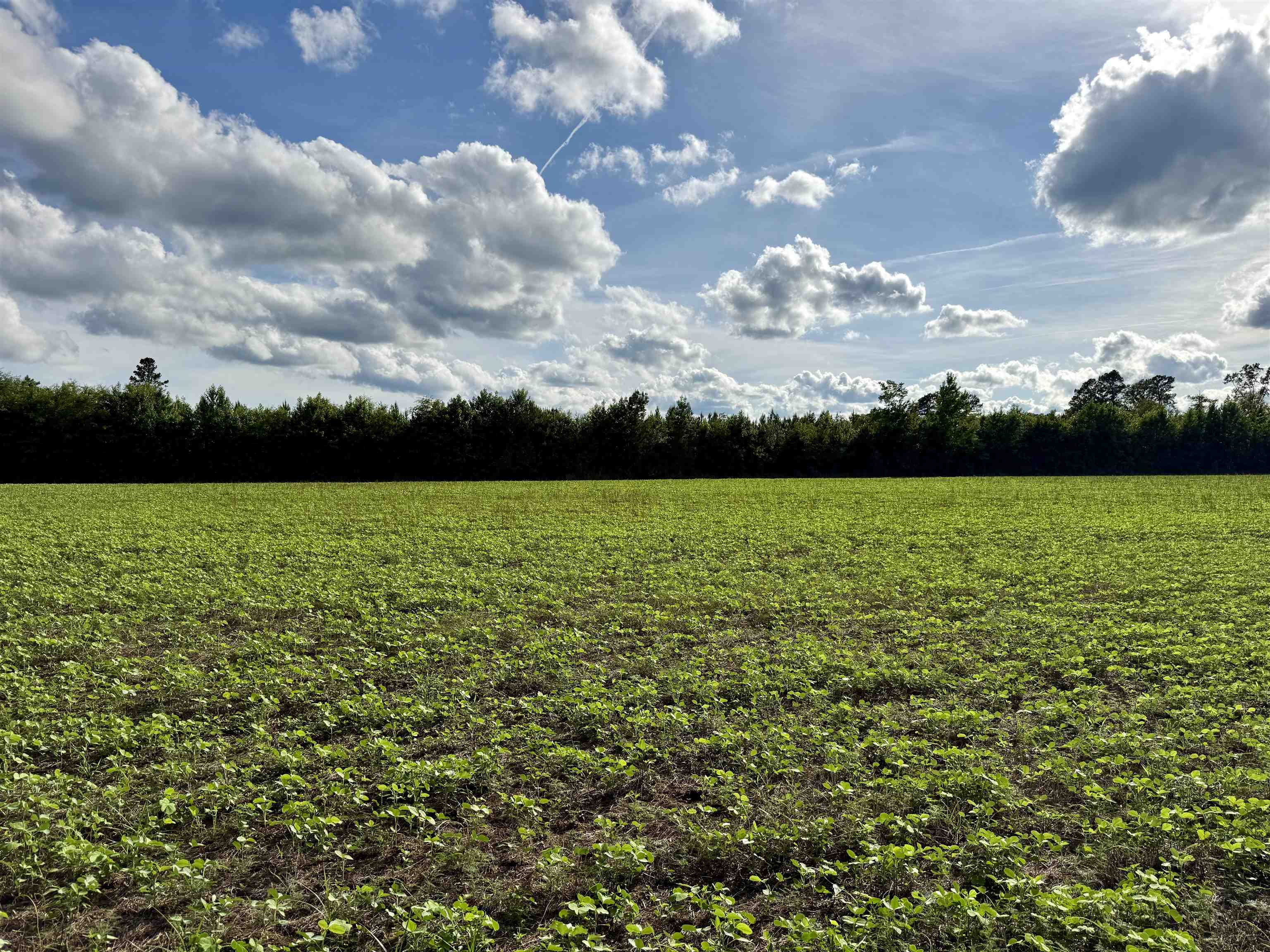 85± Acres - Muddy Creek Rd. Property Photo 30