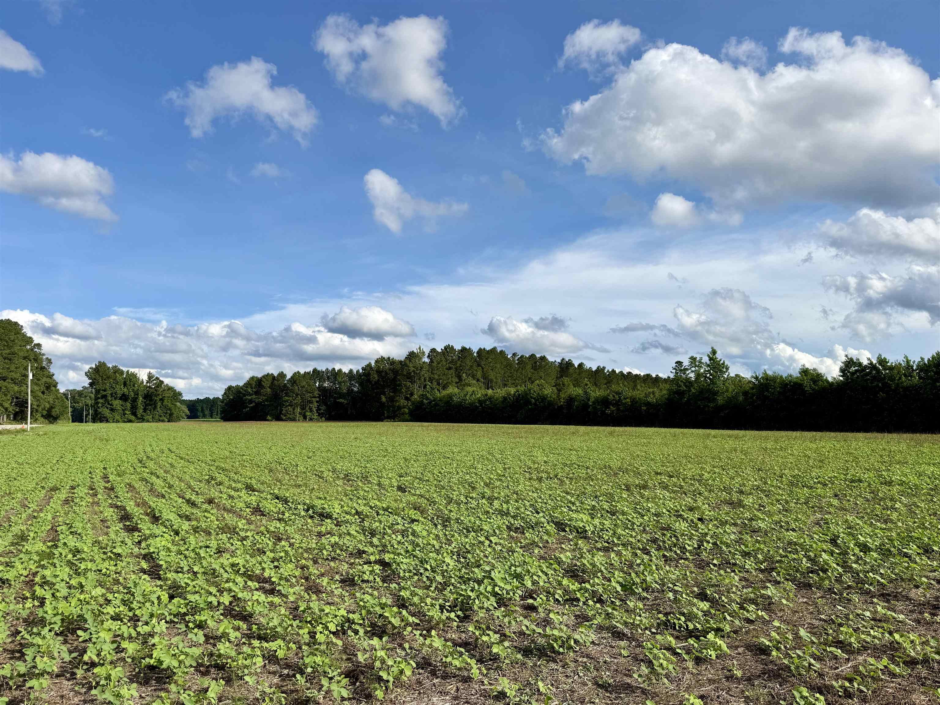 85± Acres - Muddy Creek Rd. Property Photo 31