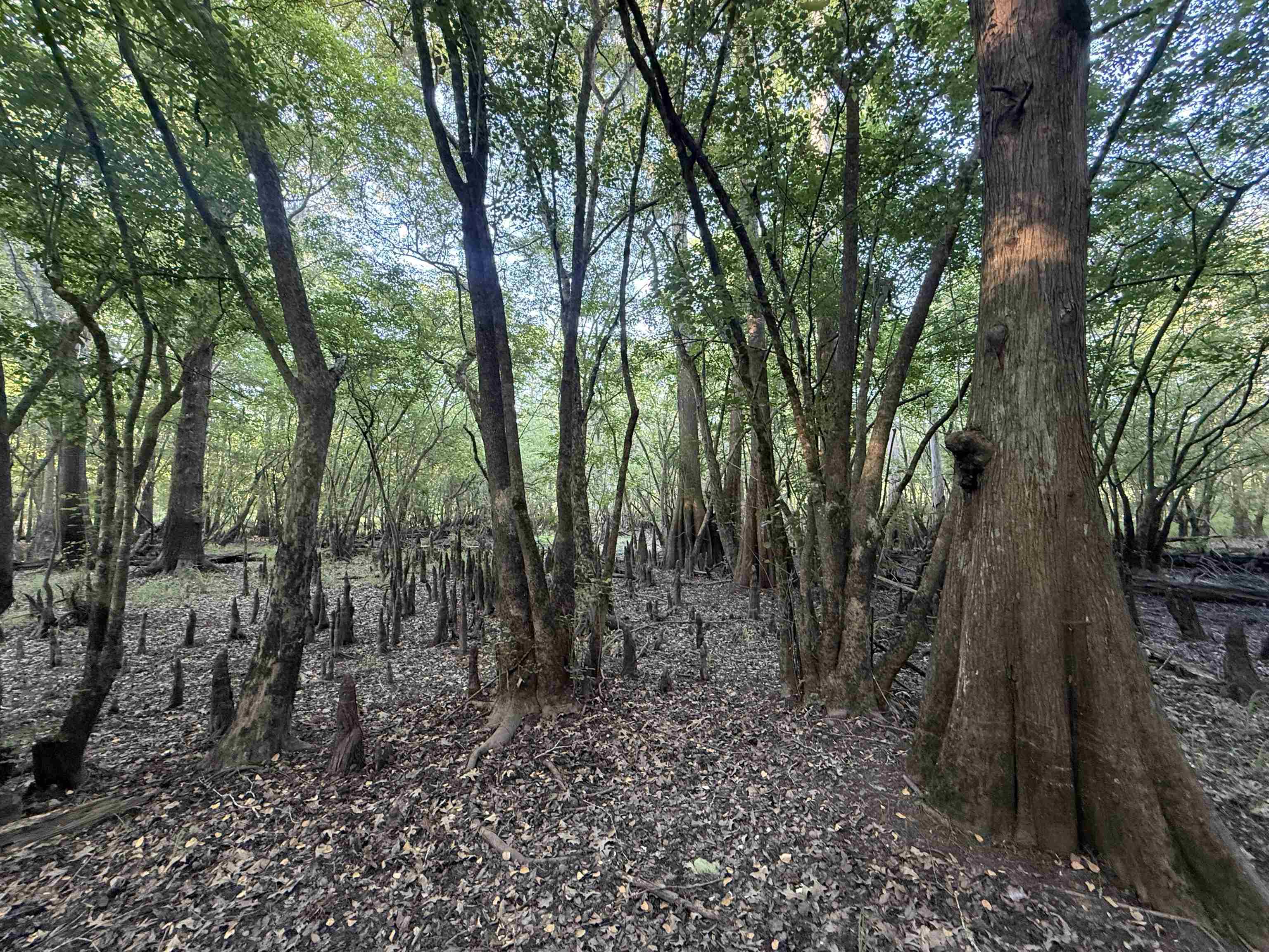 0.80 Acres-tbd Cantley Landing Rd. Property Photo 11