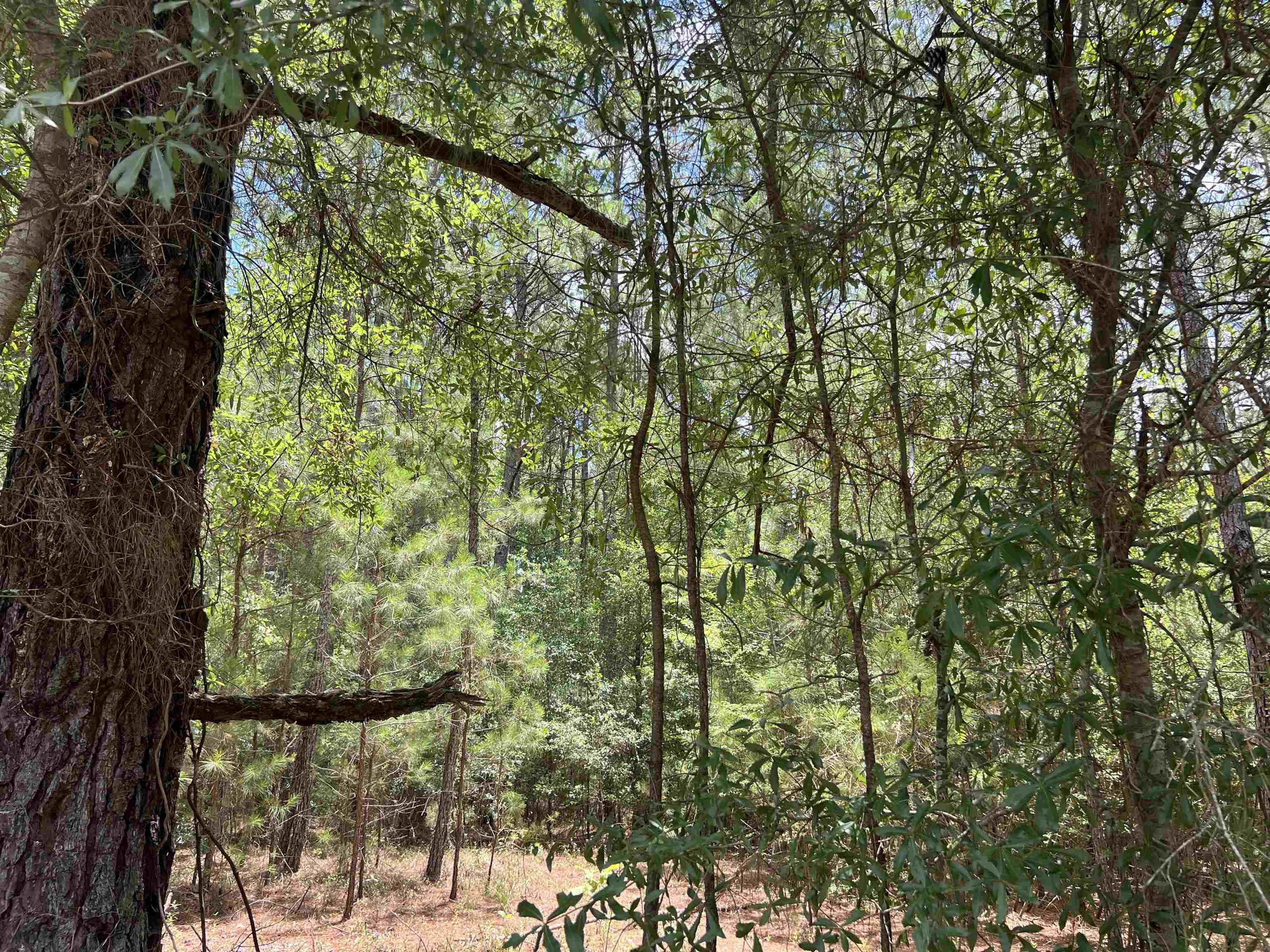 Tbd Ervin Road Ervin Rd. Property Photo 3