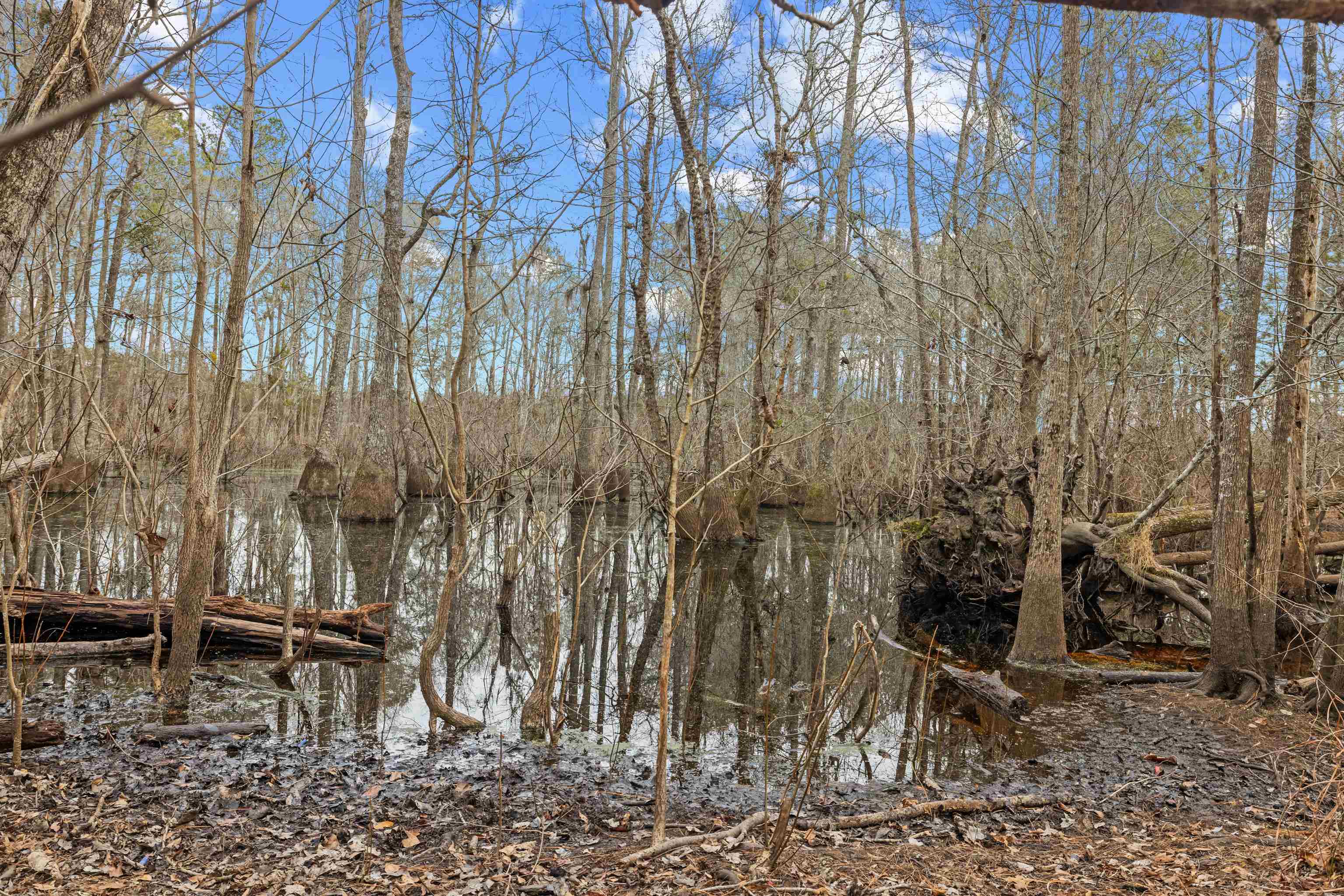 Tbd 183 Acres Blakely Rd. Property Photo 6