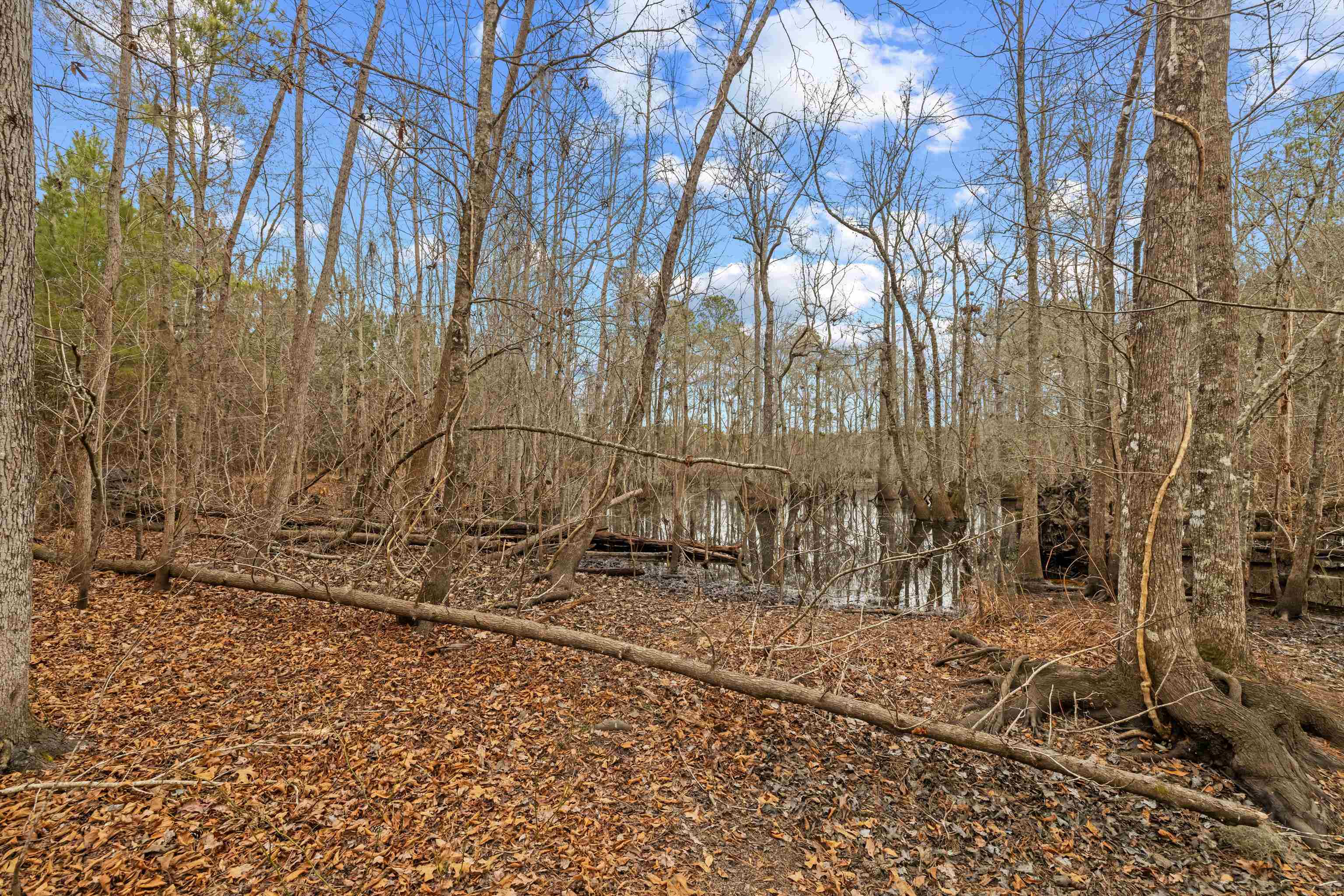 Tbd 183 Acres Blakely Rd. Property Photo 7