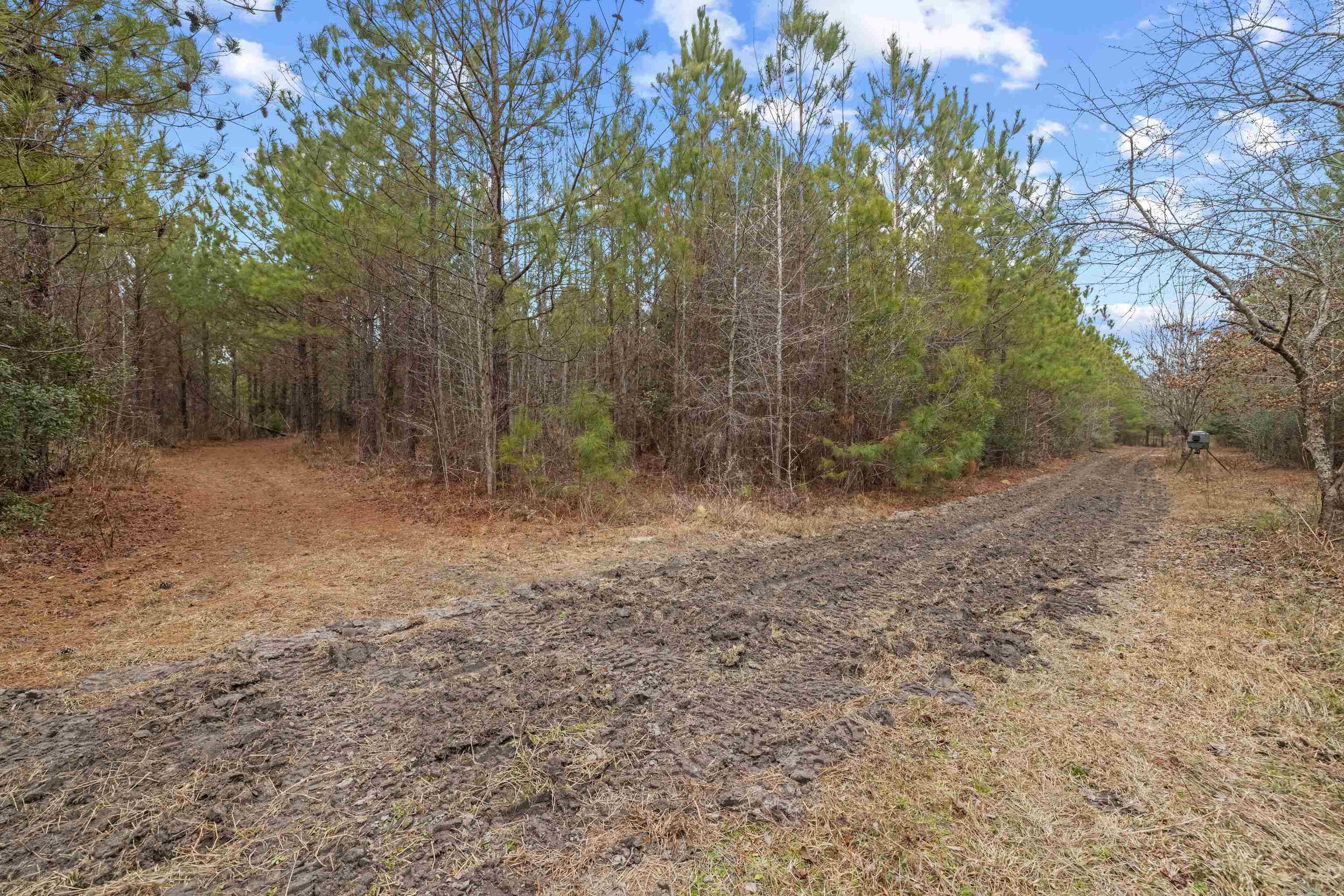Tbd 183 Acres Blakely Rd. Property Photo 9