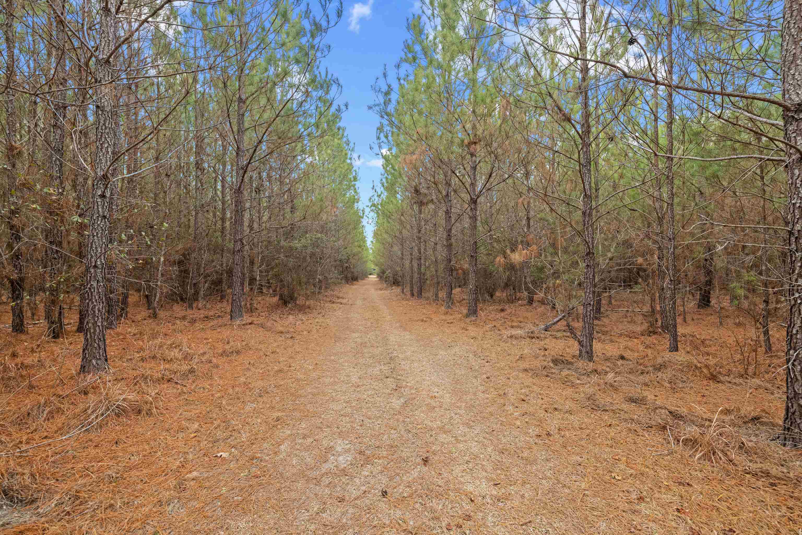 Tbd 183 Acres Blakely Rd. Property Photo 10
