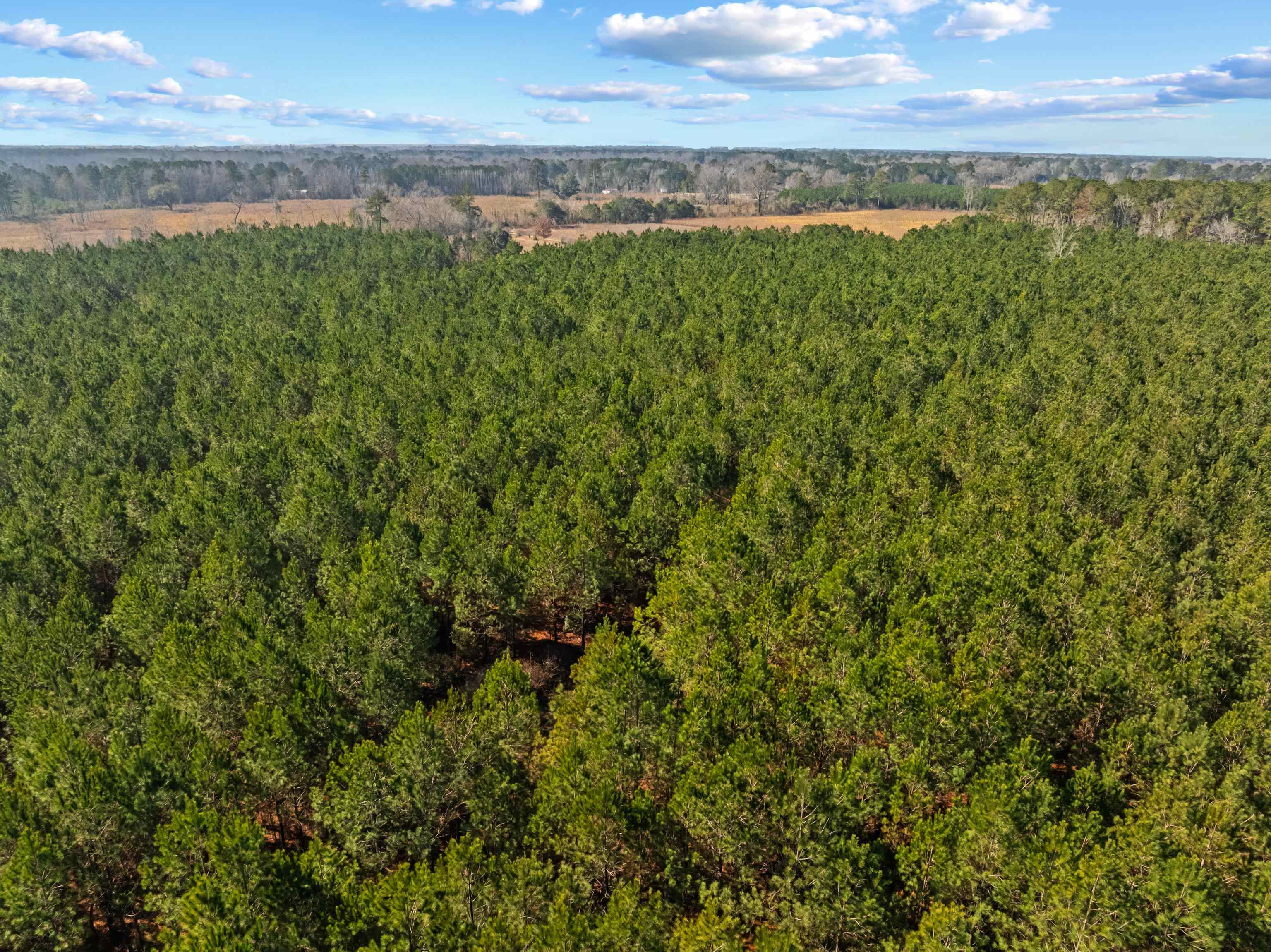 Tbd 183 Acres Blakely Rd. Property Photo 35