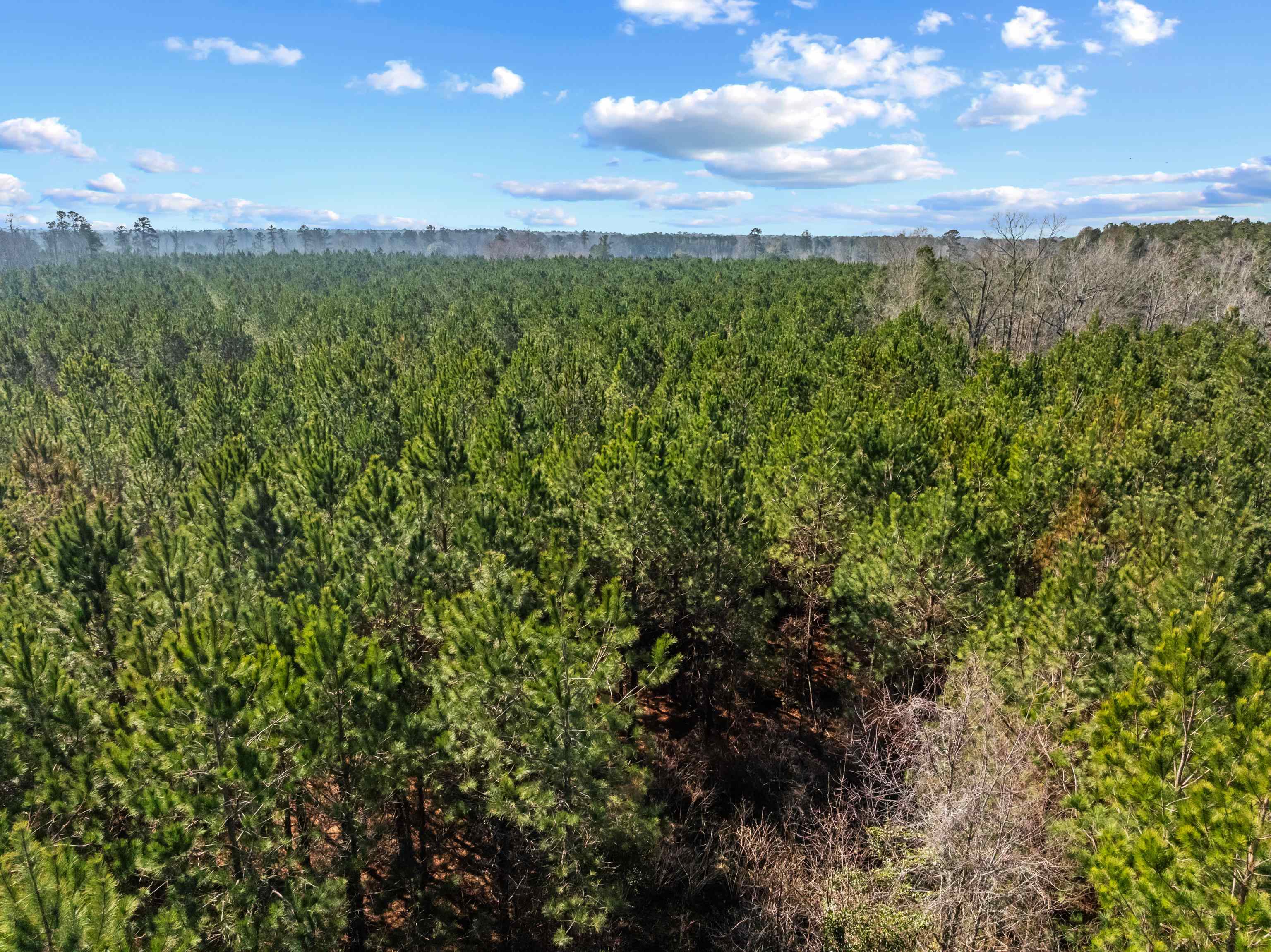 Tbd 183 Acres Blakely Rd. Property Photo 36