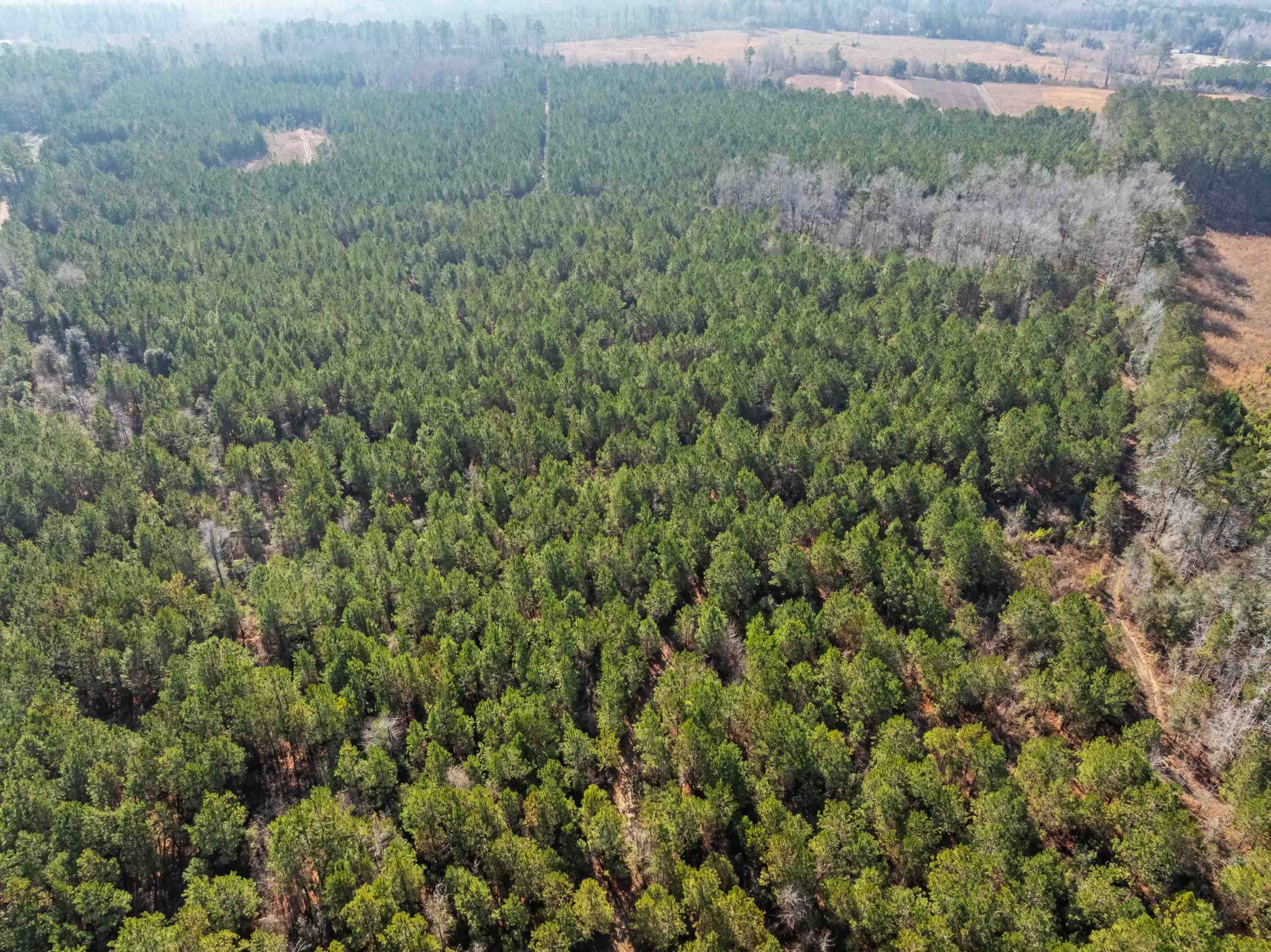 Tbd 183 Acres Blakely Rd. Property Photo 38