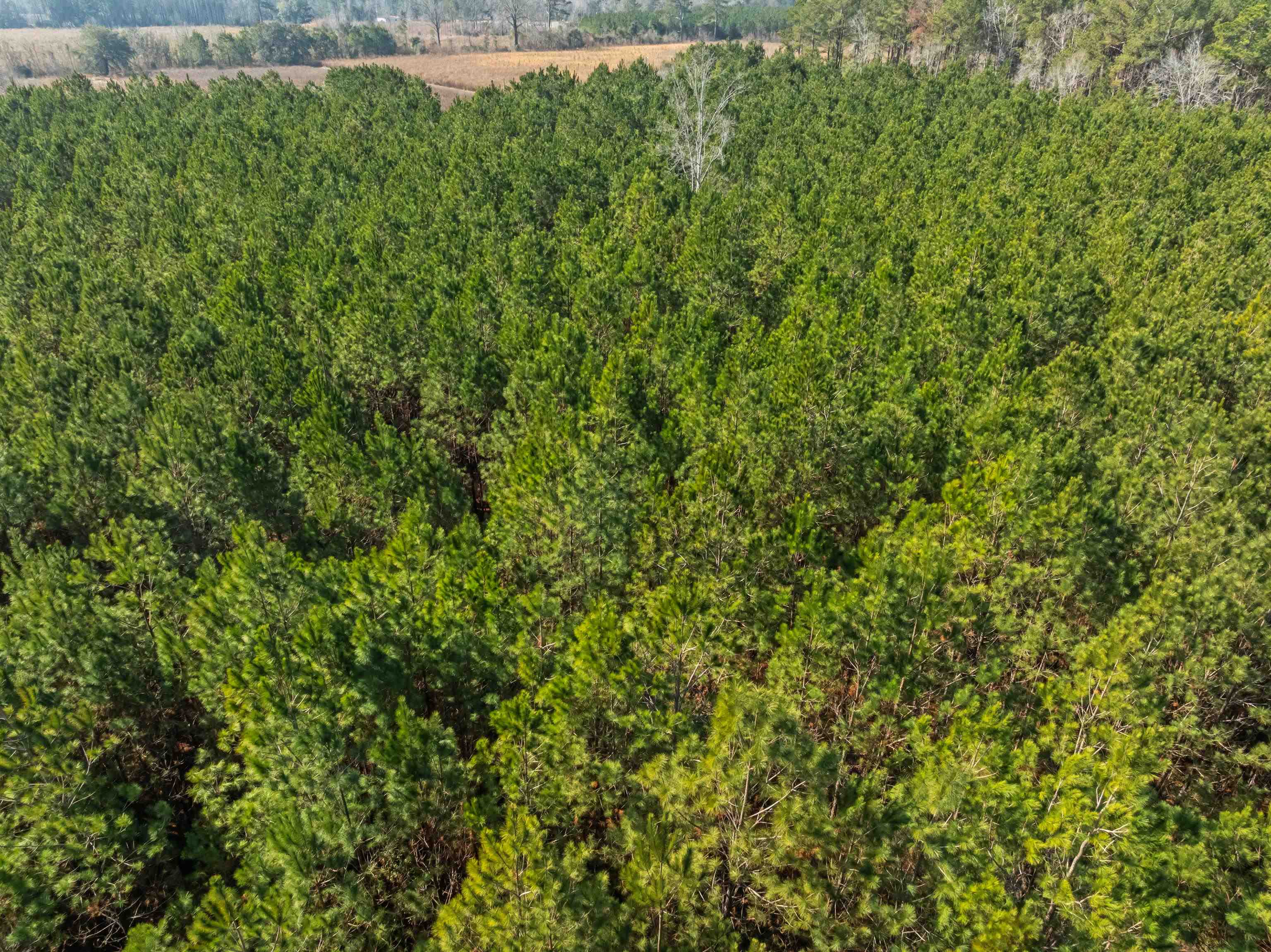 Tbd 183 Acres Blakely Rd. Property Photo 39