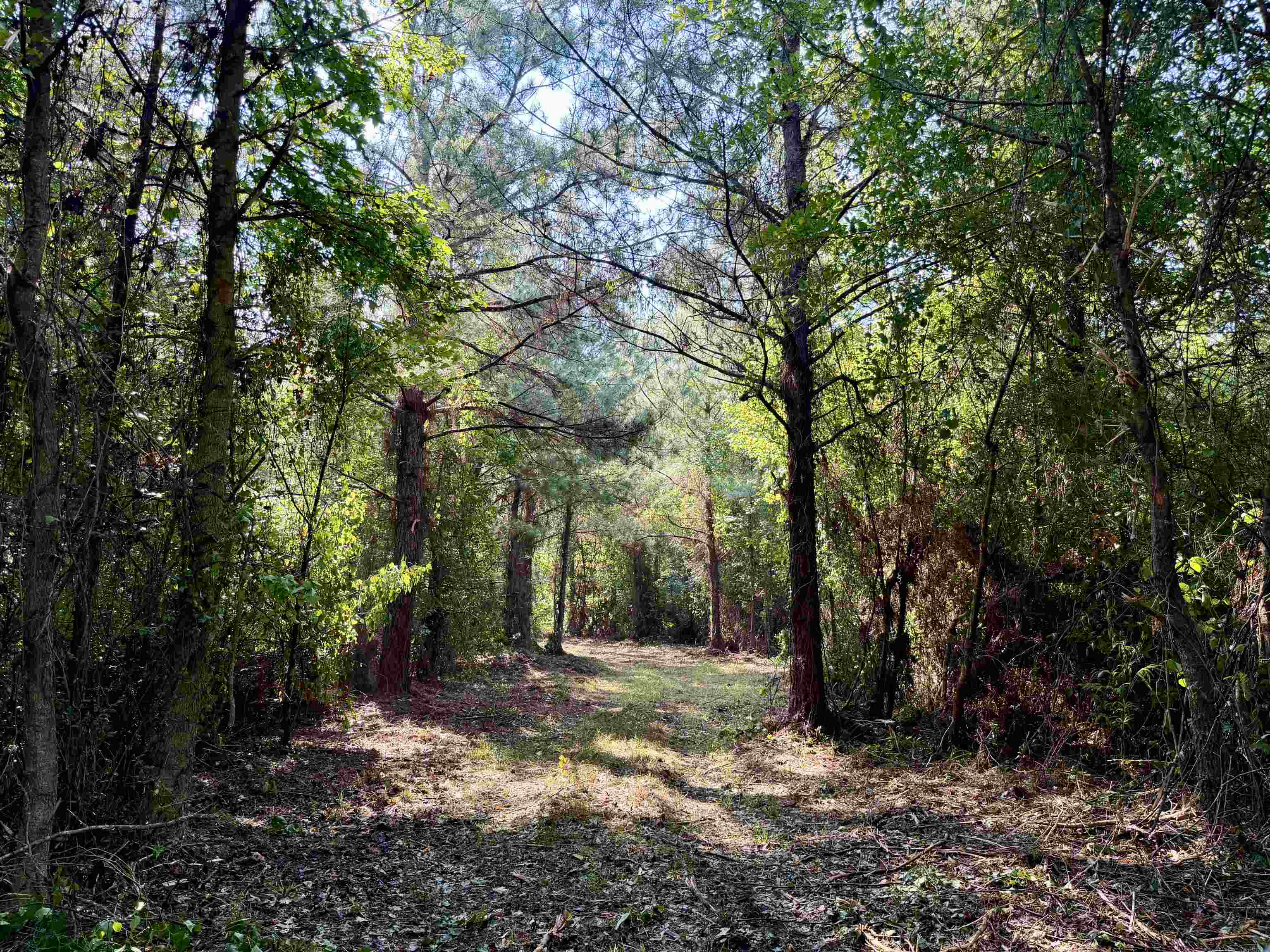 101.49 Acres - Epps Rd. Property Photo 7