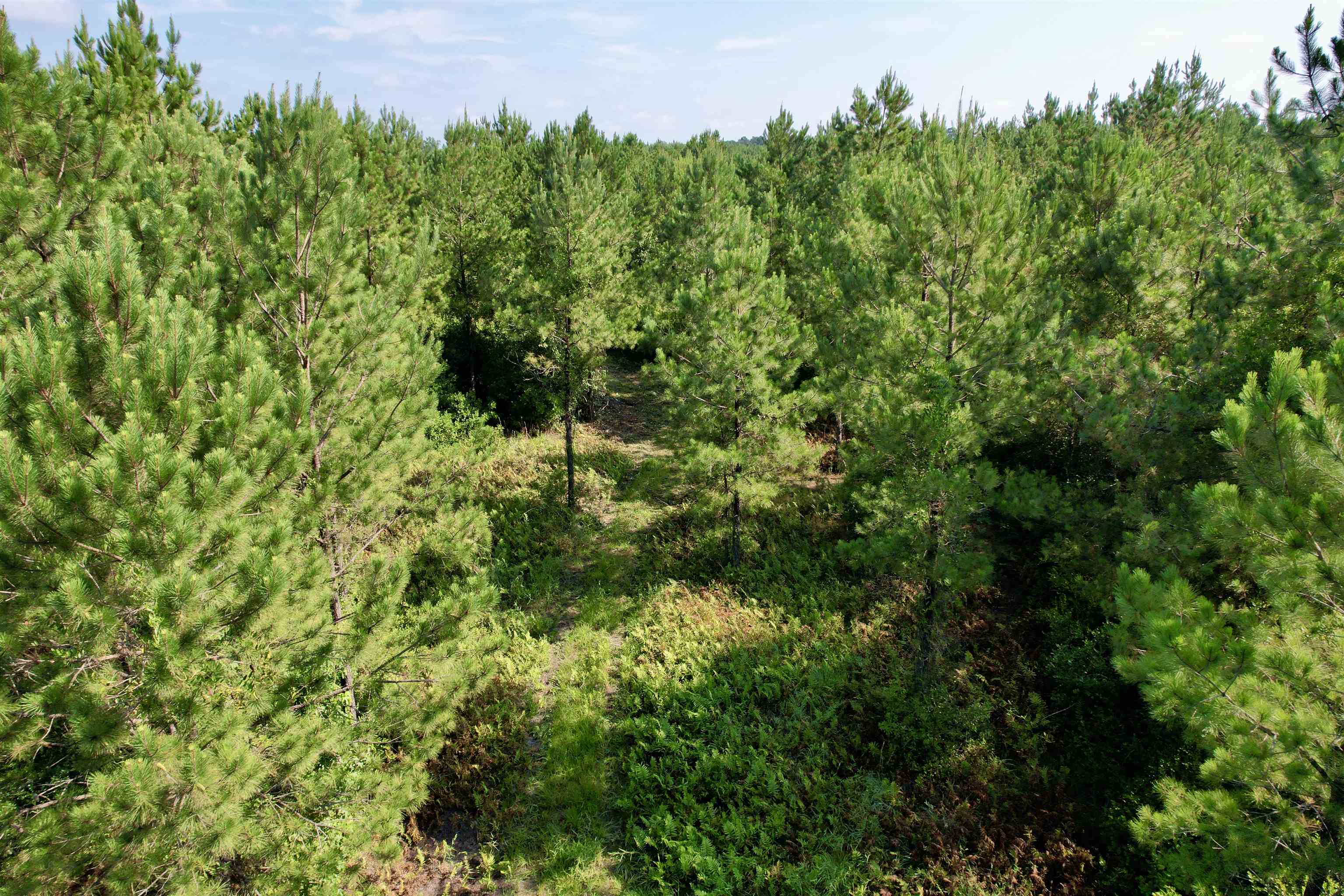 101.49 Acres - Epps Rd. Property Photo 10
