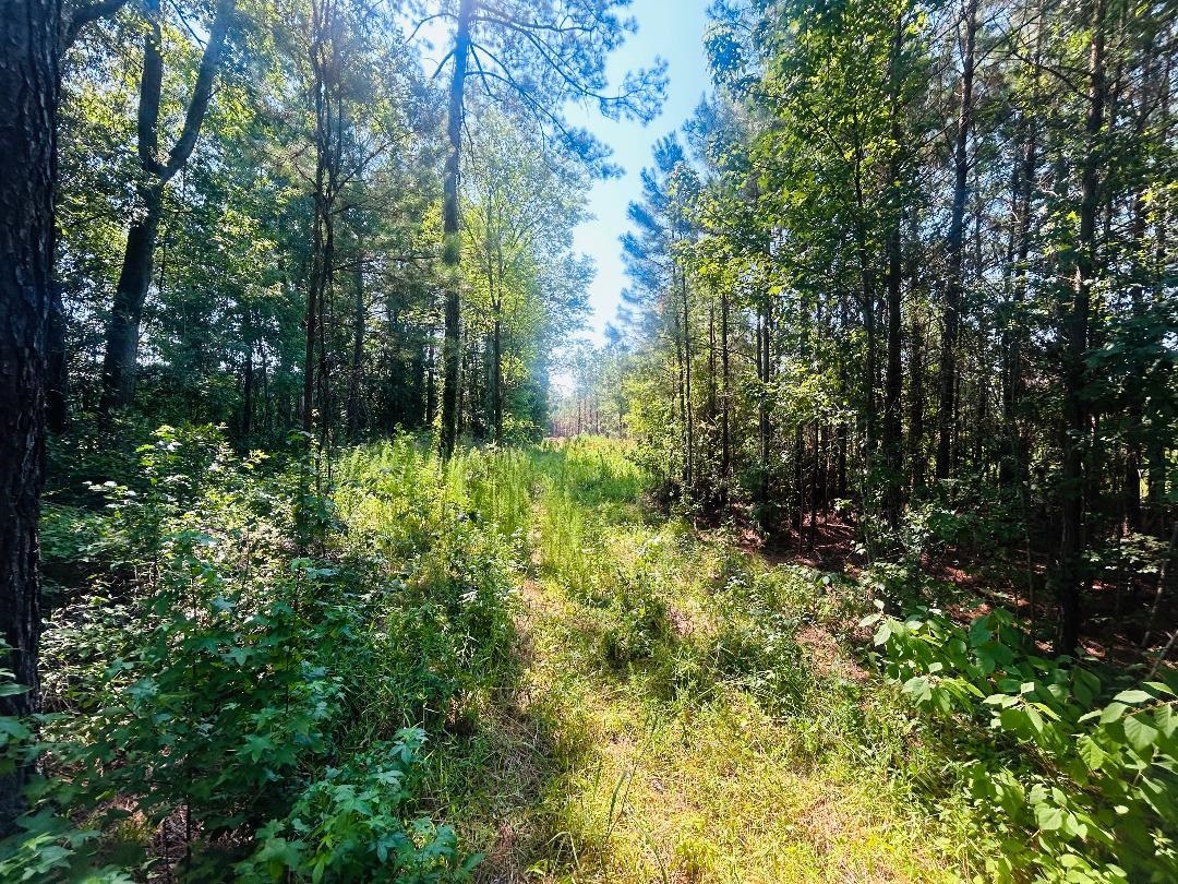 18.3 Acres - Turkey Ln Property Photo 3