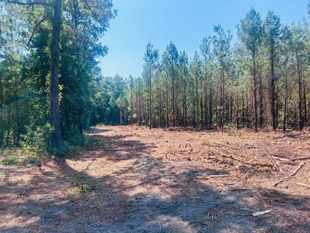18.3 Acres - Turkey Ln Property Photo 4