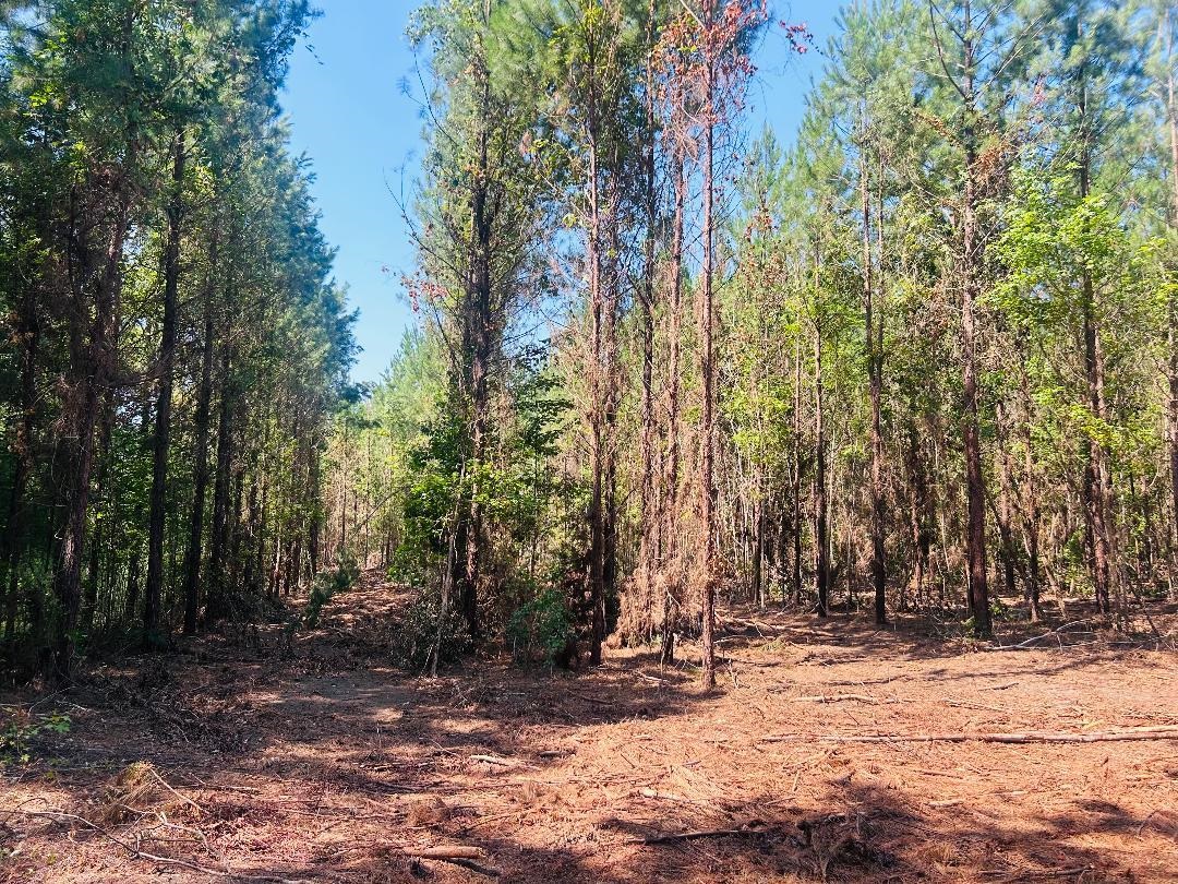18.3 Acres - Turkey Ln Property Photo 5