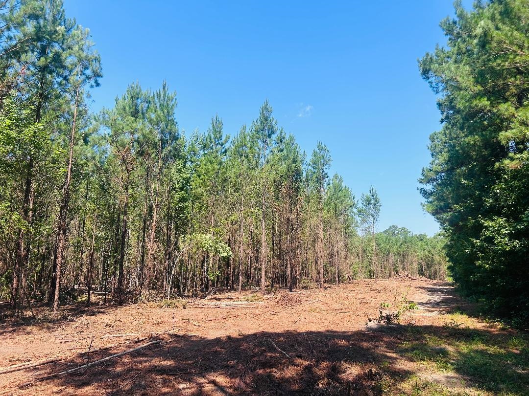 18.3 Acres - Turkey Ln Property Photo 6