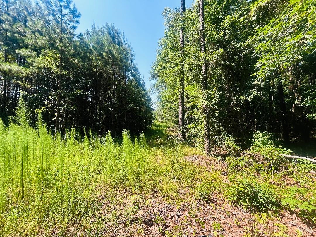 18.3 Acres - Turkey Ln Property Photo 7