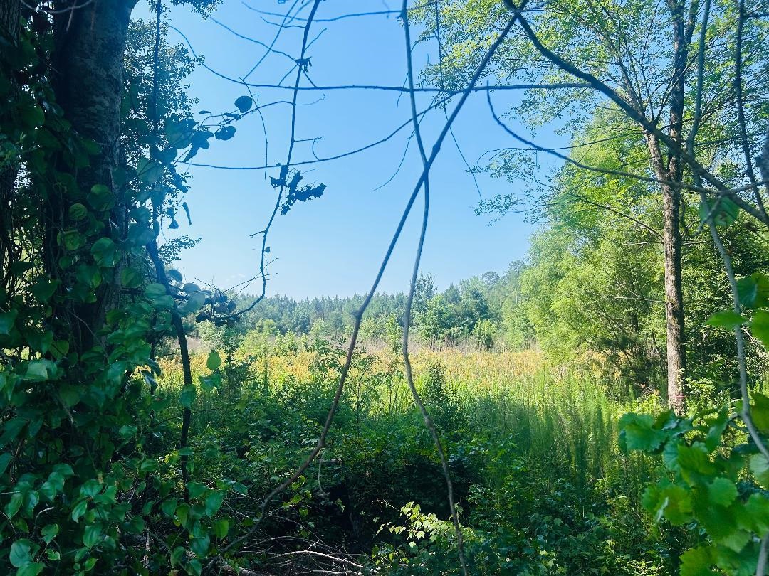 18.3 Acres - Turkey Ln Property Photo 8