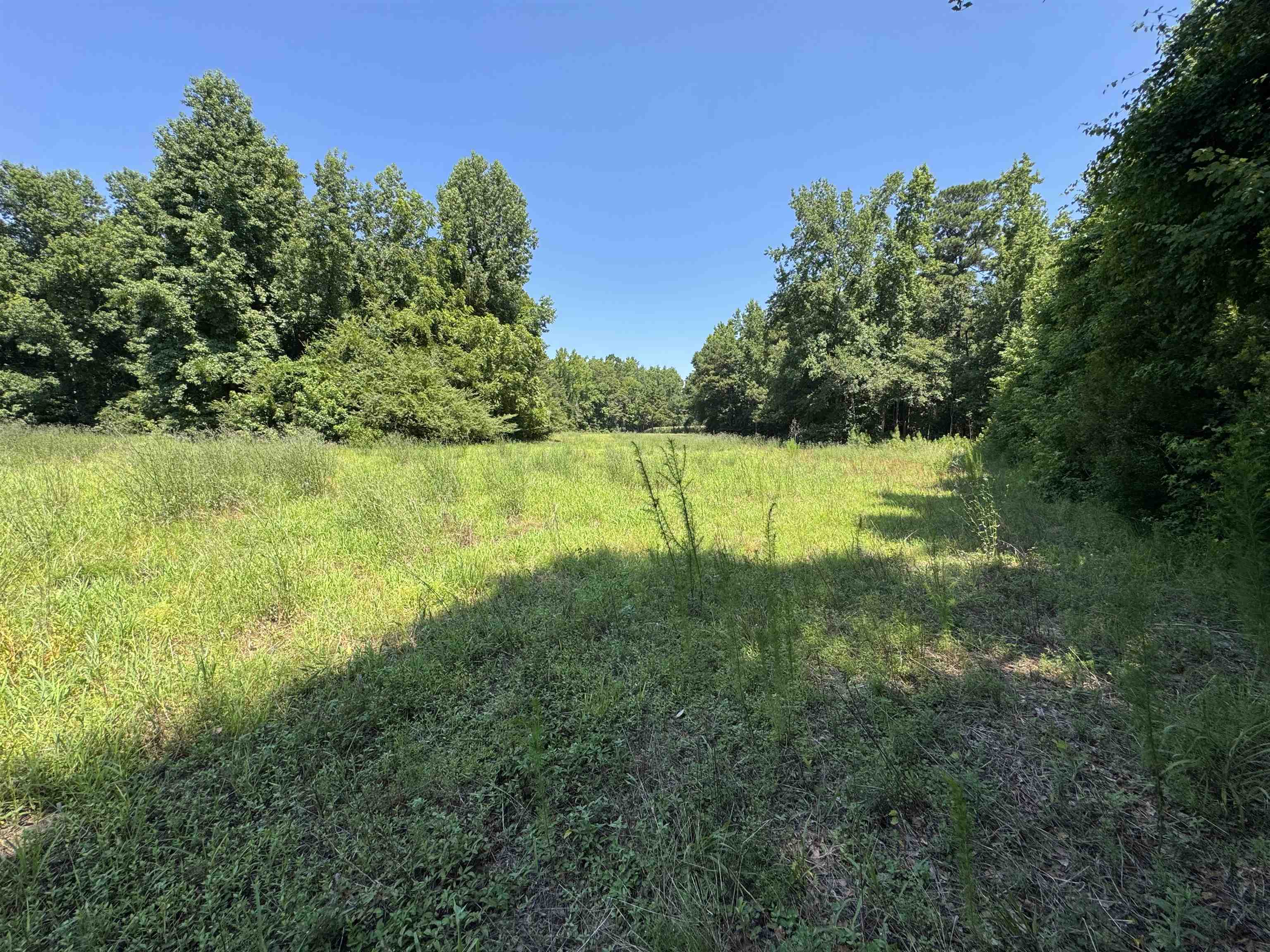 Tbd Long Branch Swamp Rd. Property Photo 6