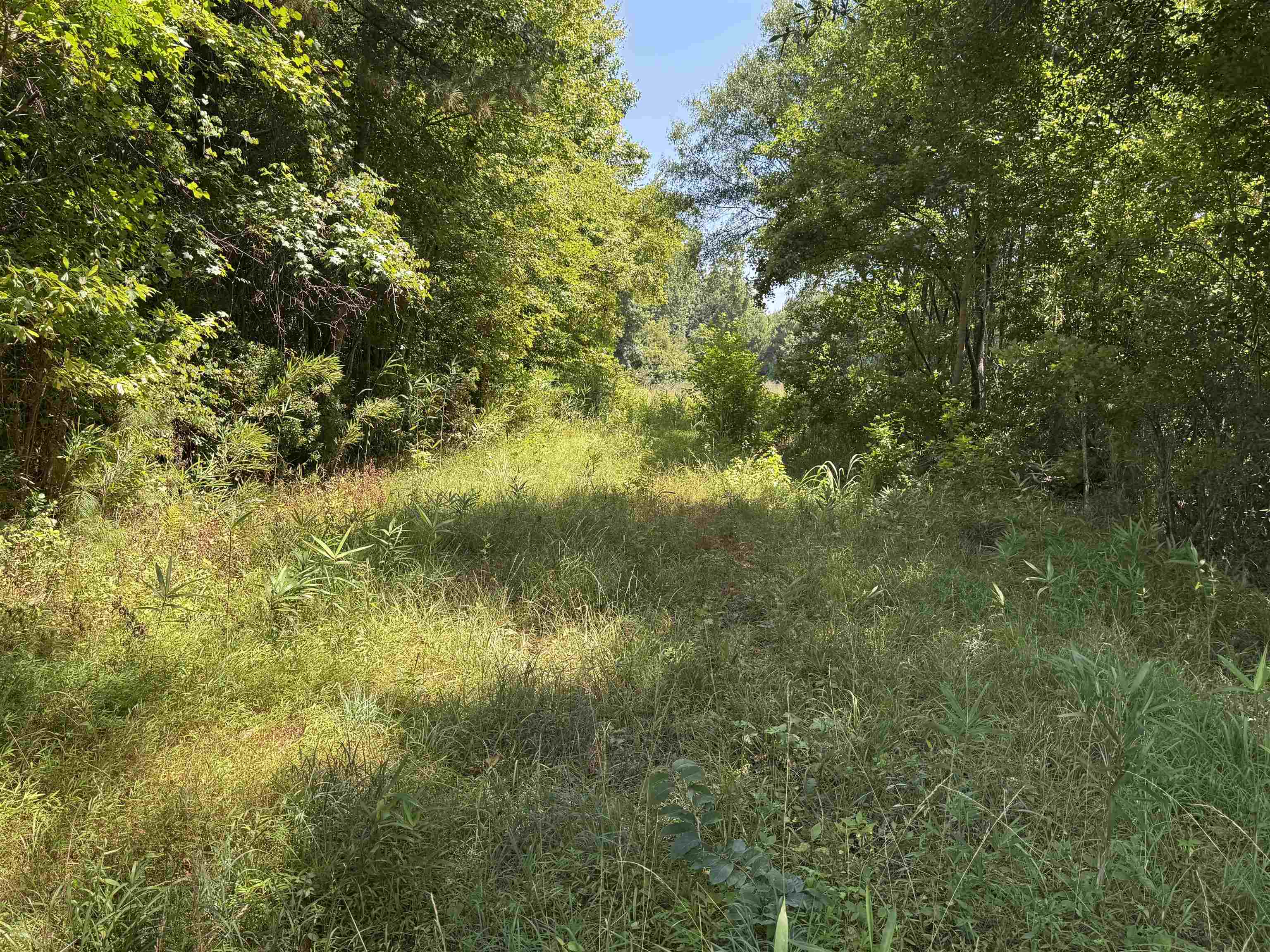 Tbd Long Branch Swamp Rd. Property Photo 8