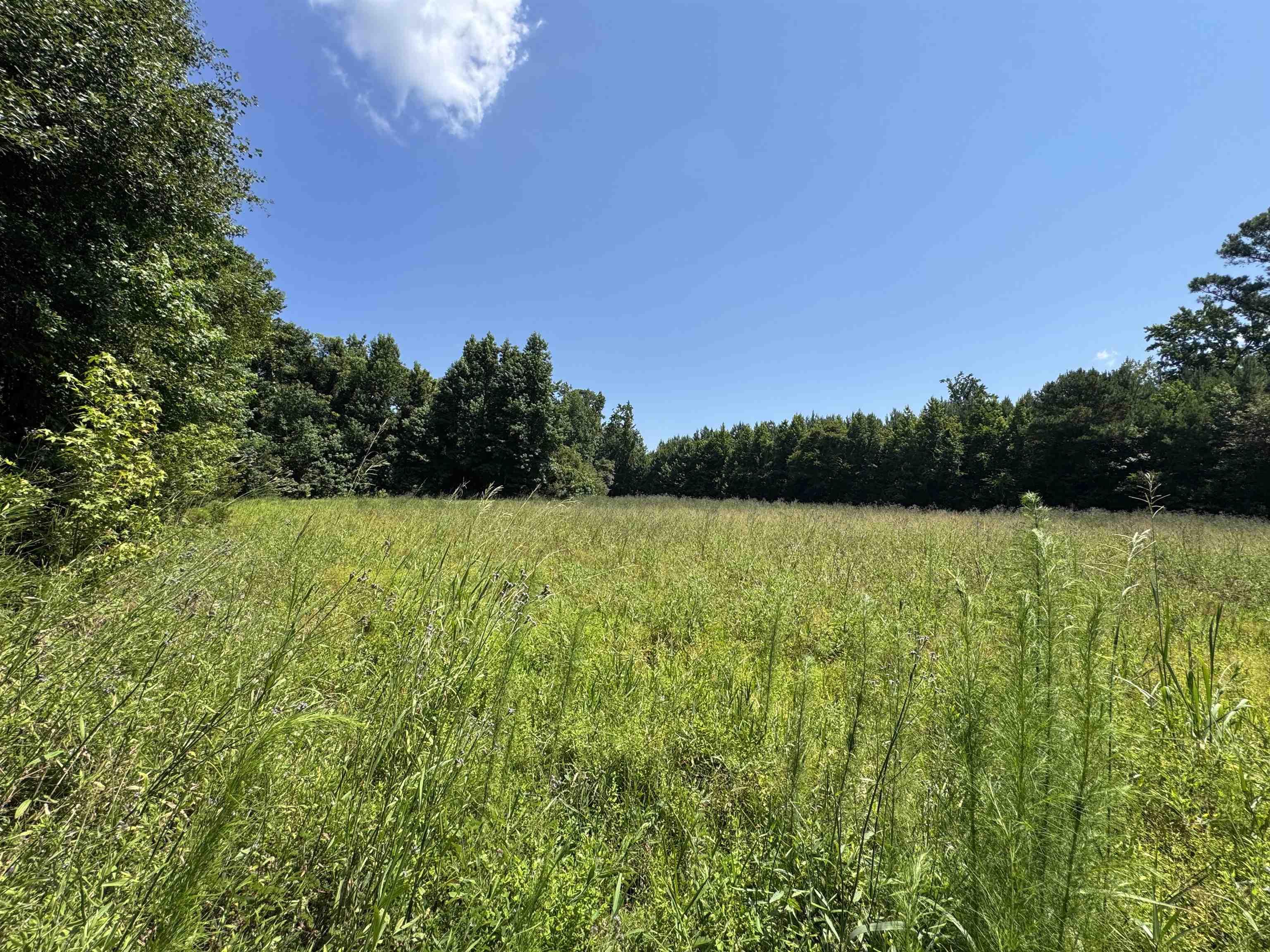Tbd Long Branch Swamp Rd. Property Photo 9