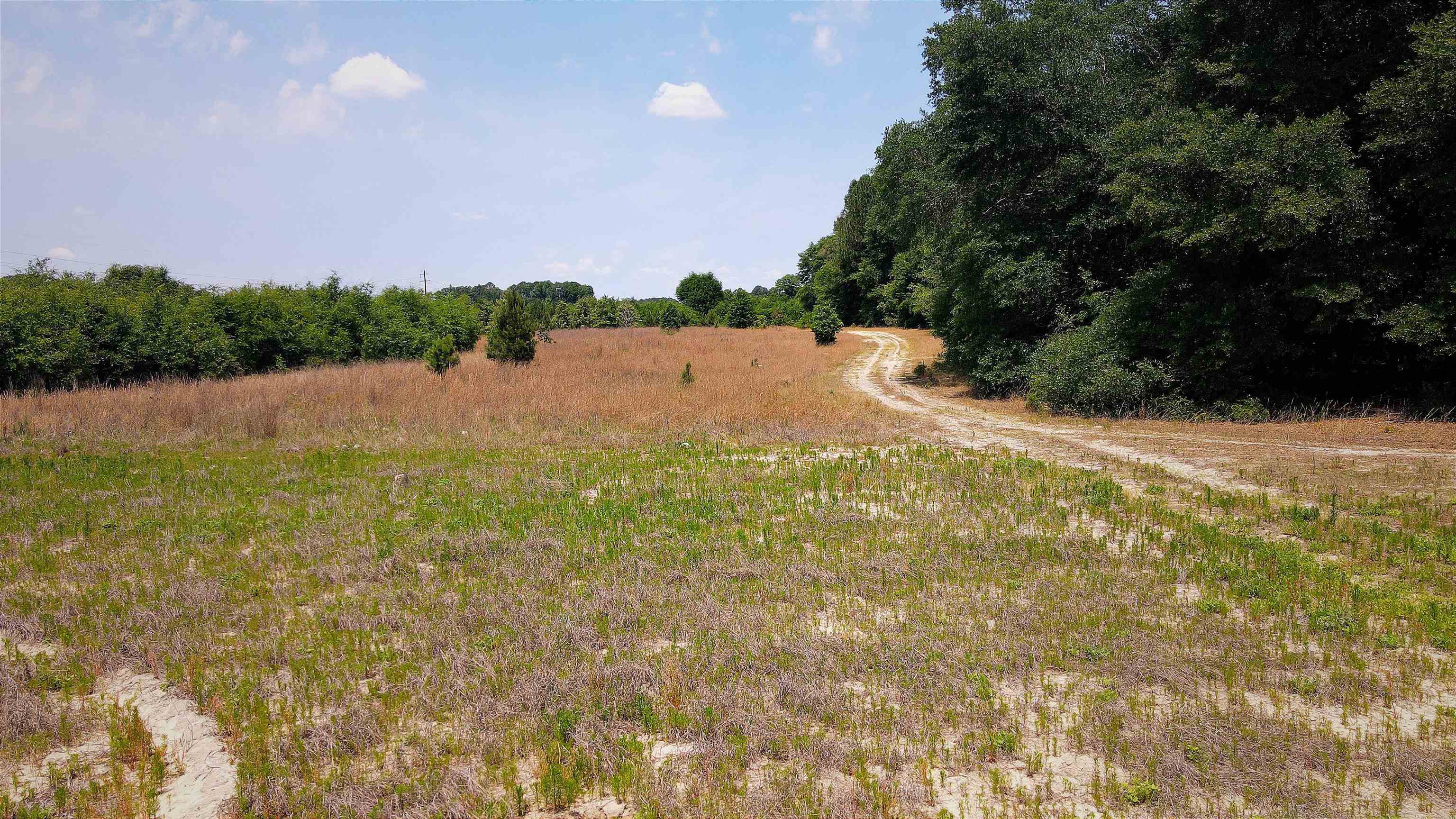 25.10 Acres - Society Hill Rd Property Photo 29