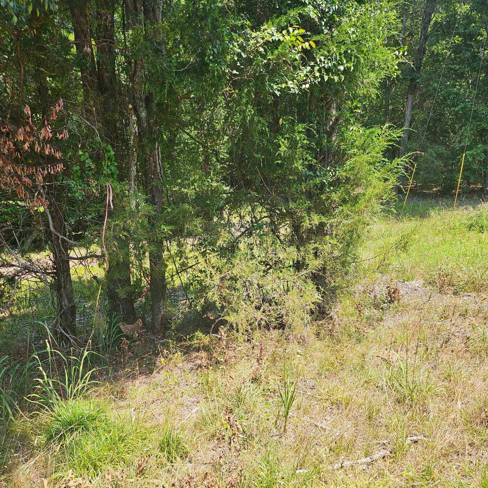 6142 Hwy 252 Property Photo 4