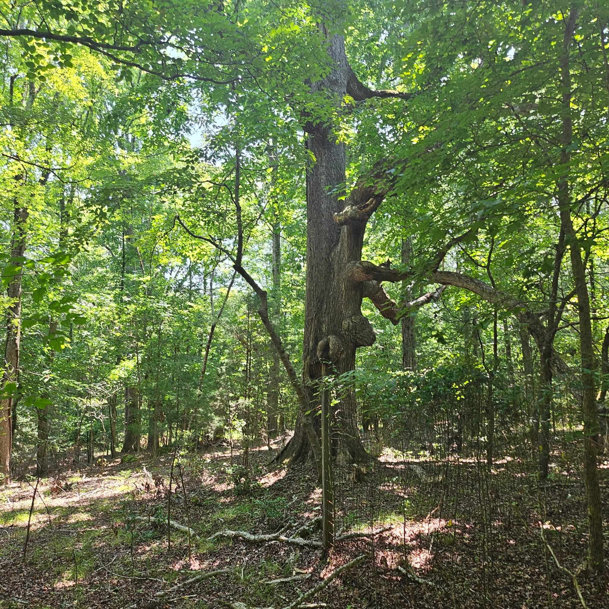 6142 Hwy 252 Property Photo 5