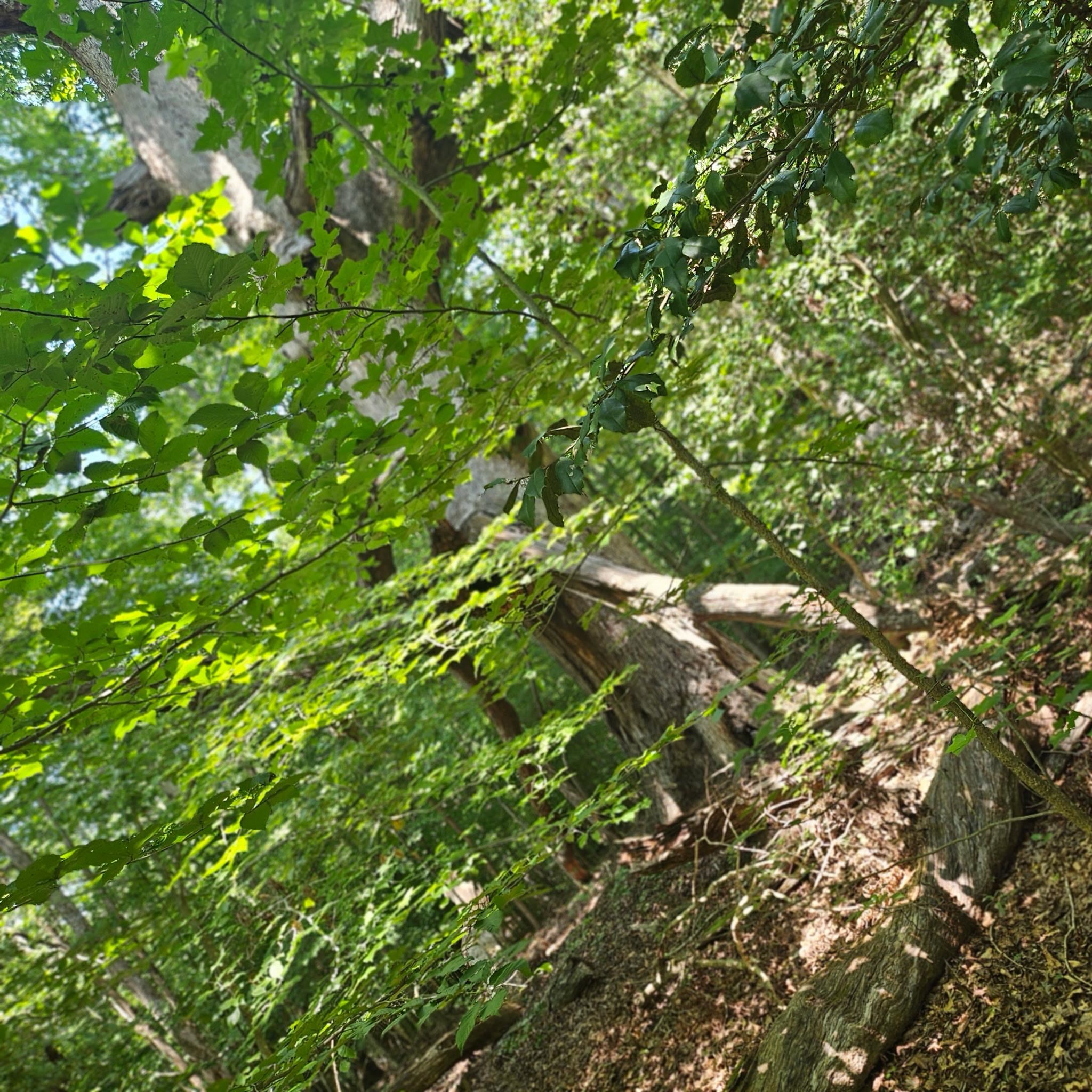 6142 Hwy 252 Property Photo 6