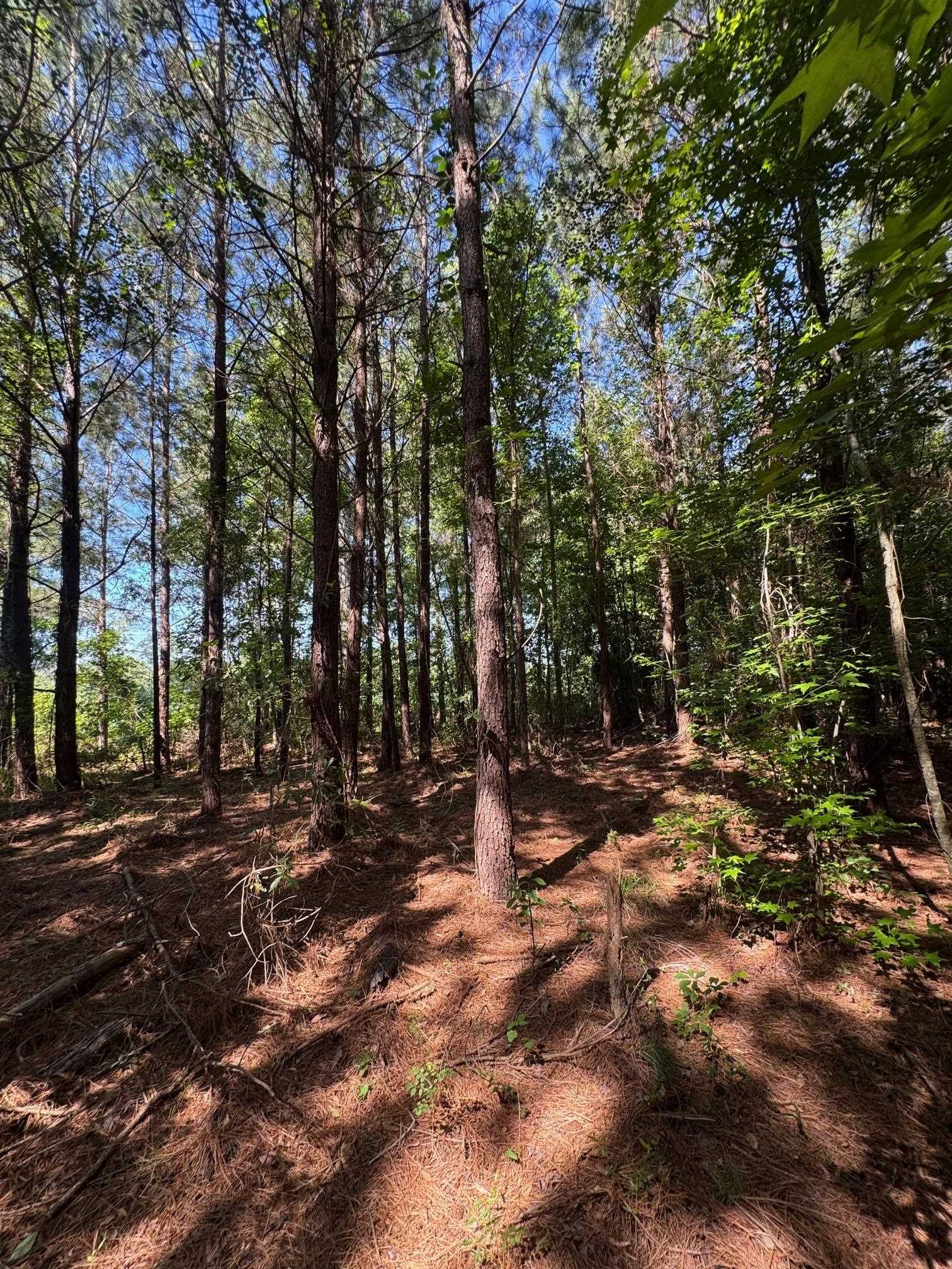 Tbd Derrick Ct. Property Photo 4
