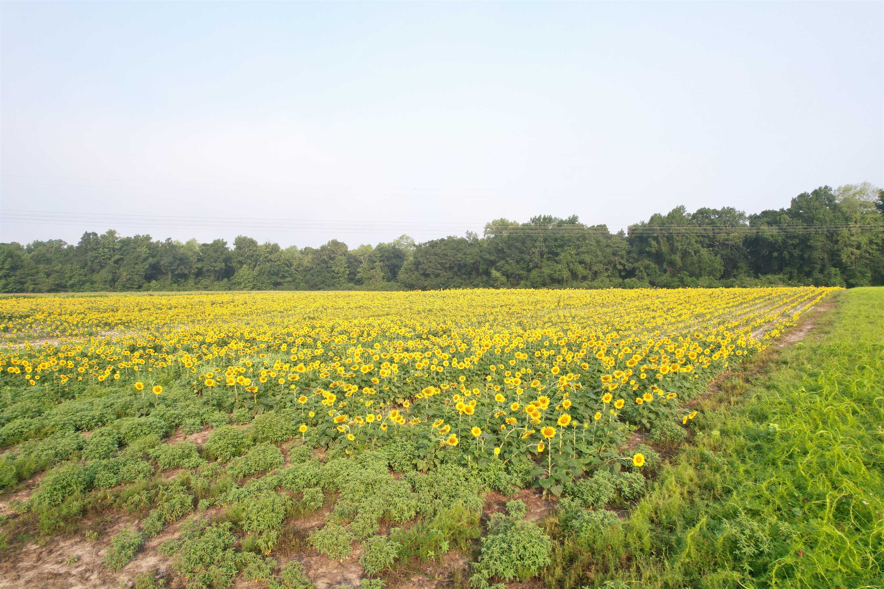 9.58 Acres - S Deerfield Rd. Property Photo 7