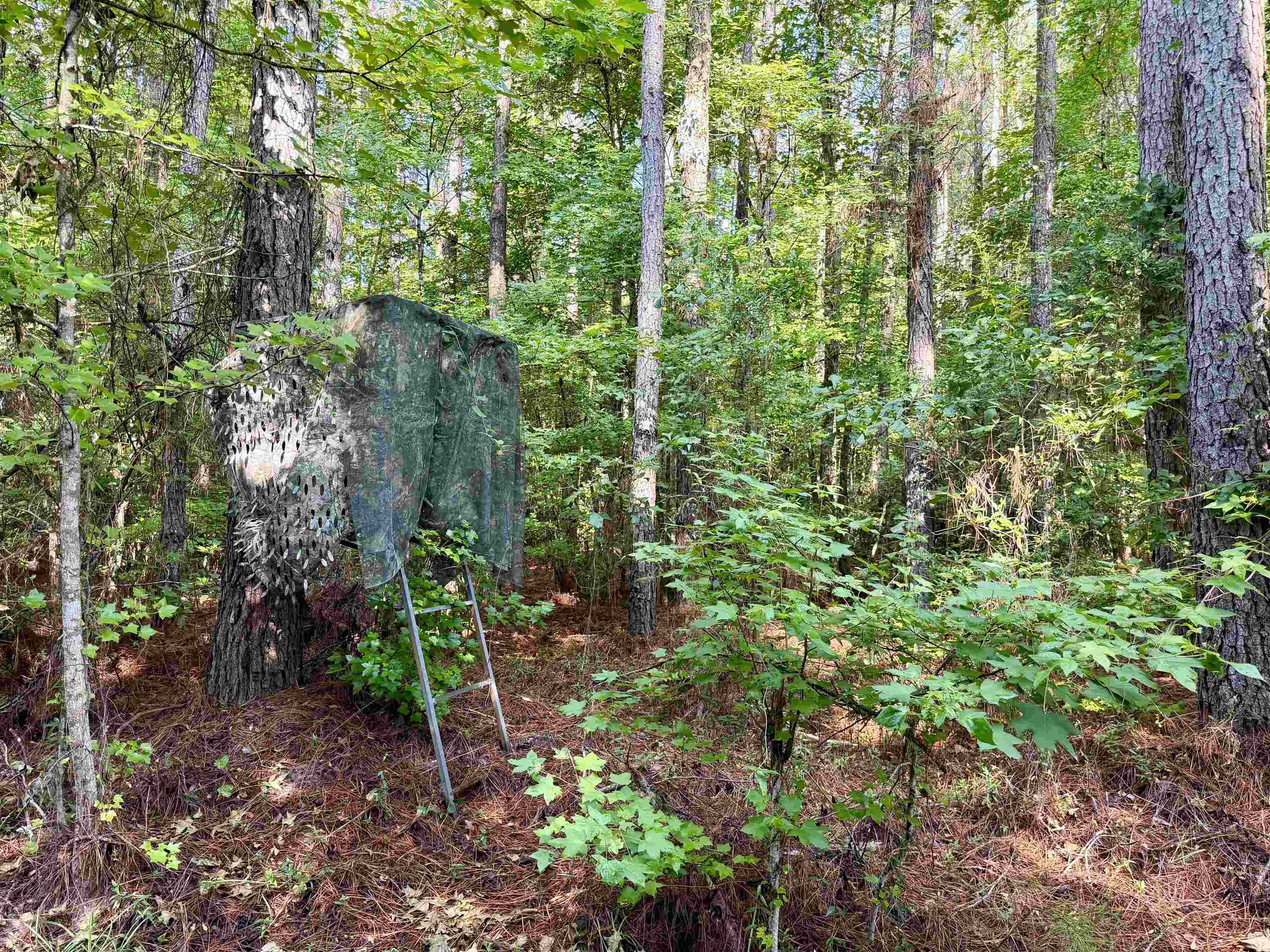 50.5 Acres Epps Rd. Property Photo 2