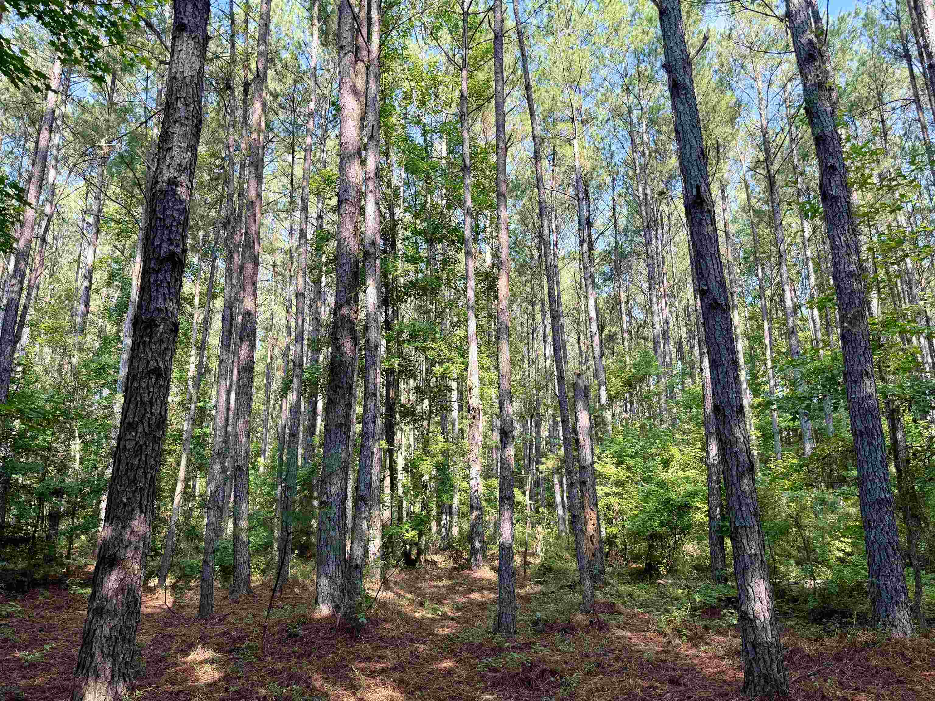 50.5 Acres Epps Rd. Property Photo 4